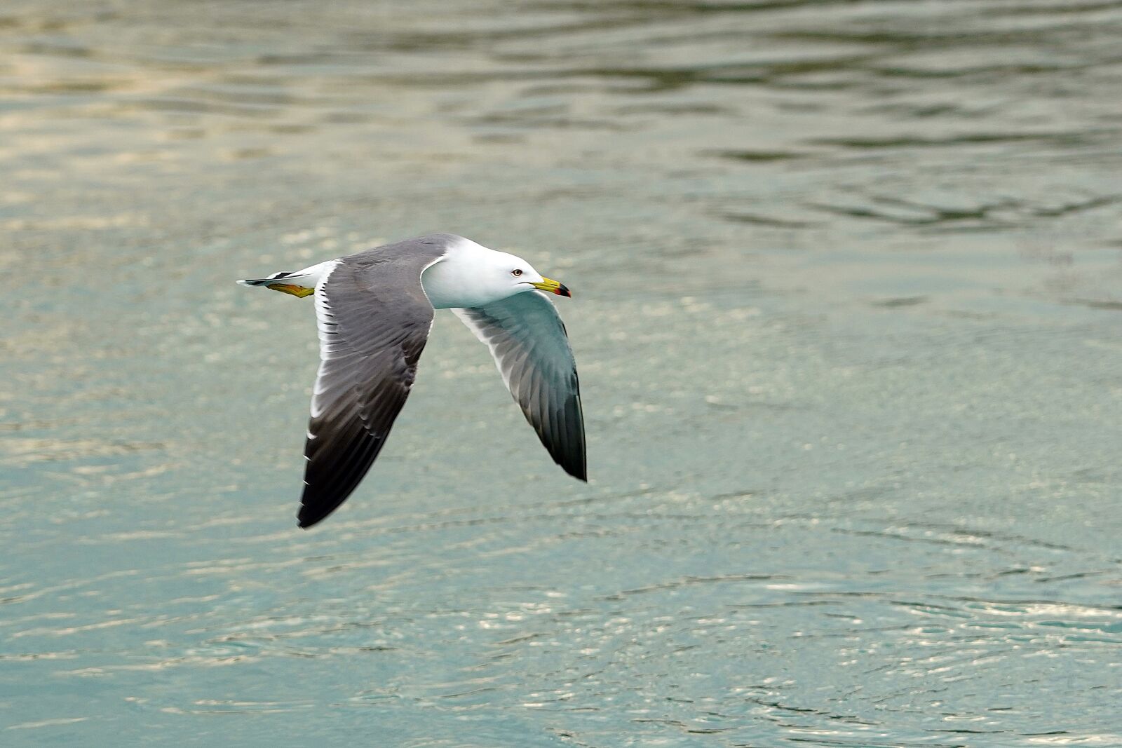 Canon EF 70-200mm F2.8L USM sample photo. Seagull, sea, bird photography