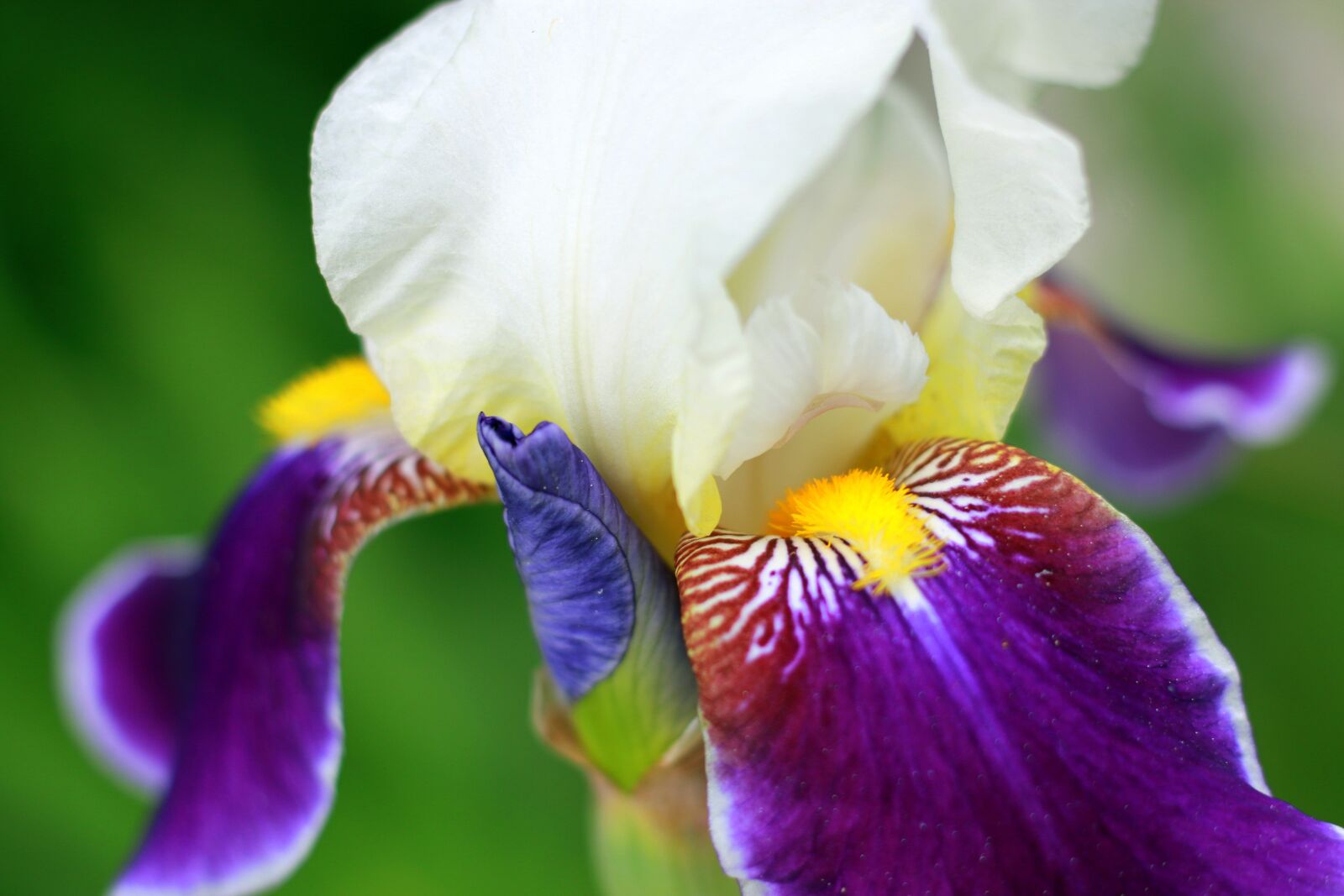 Canon EOS 70D + Canon EF 50mm F1.8 STM sample photo. Iris, white, yellow photography