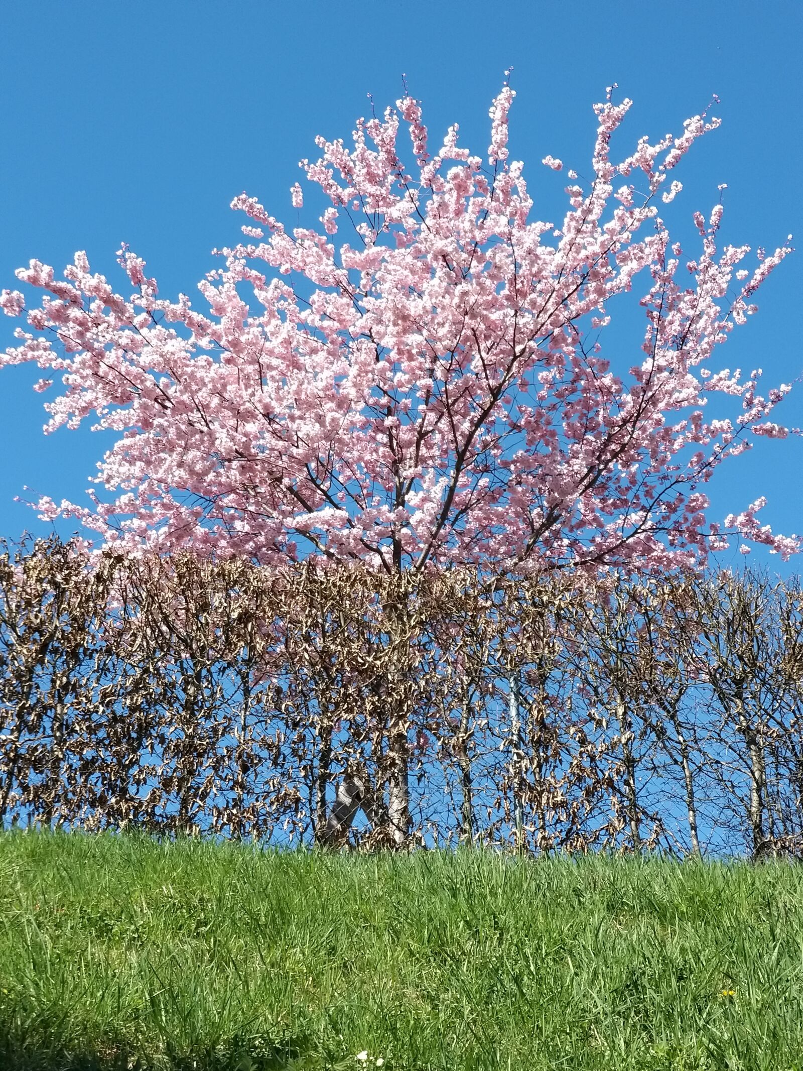 Samsung Galaxy A9 (2018) sample photo. Tree, flowers, bloom photography