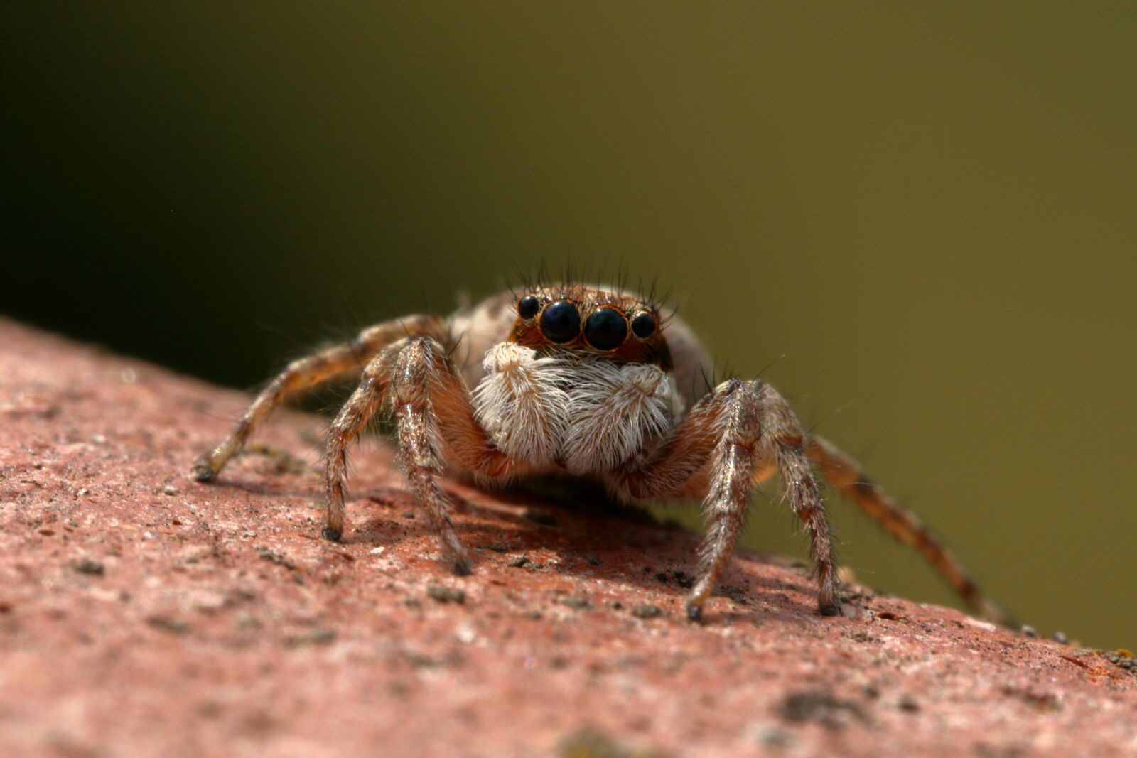 Canon EOS 7D Mark II + Canon EF 100mm F2.8L Macro IS USM sample photo. Spider, jumper, insect photography