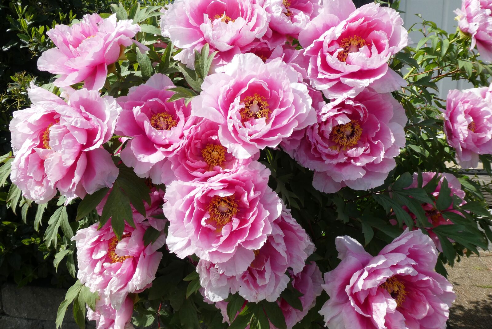 Panasonic Lumix DC-ZS70 (Lumix DC-TZ90) sample photo. Peonies, bush, roses photography