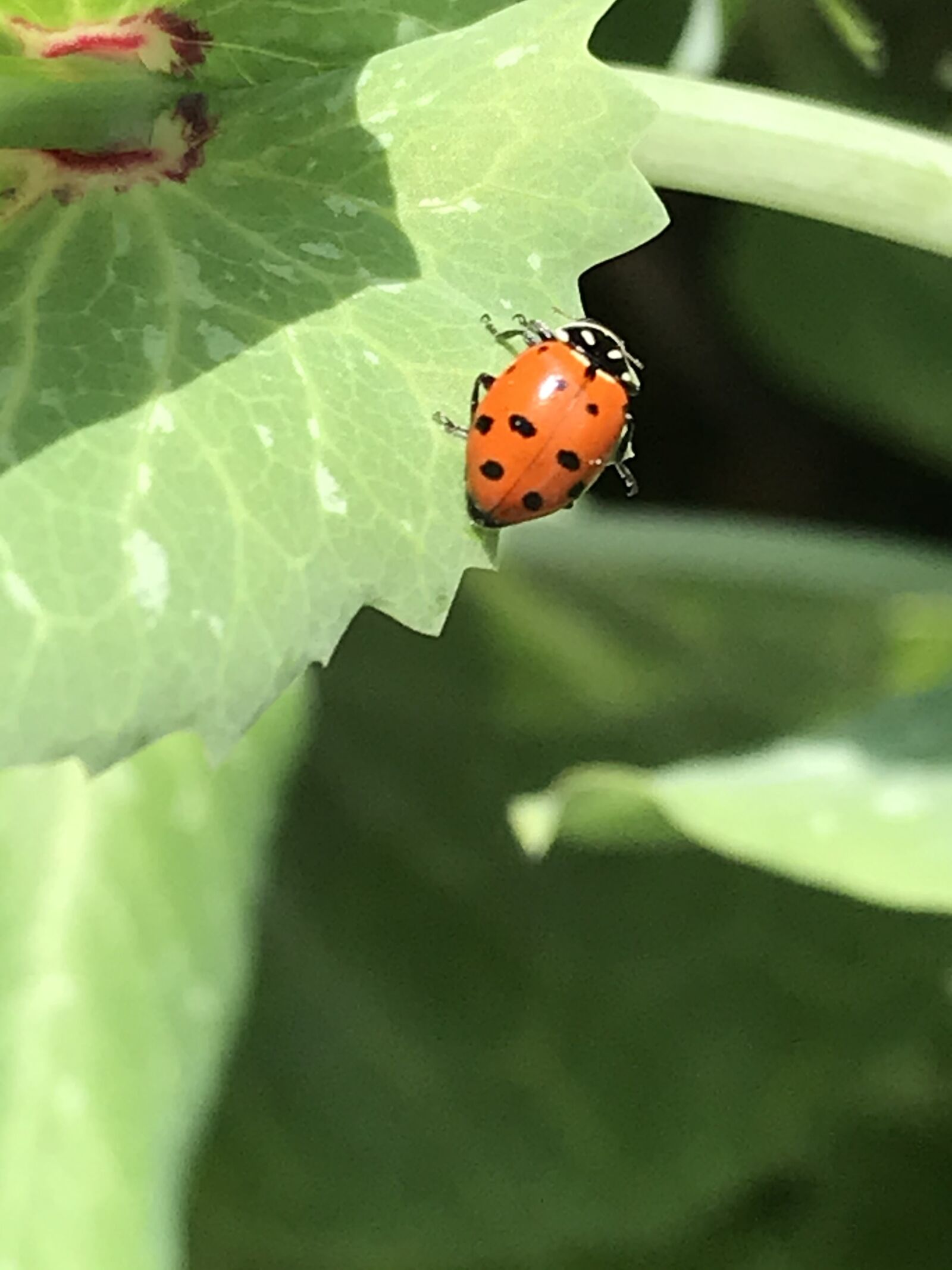 iPhone 7 back camera 3.99mm f/1.8 sample photo. Ladybug, coccinellidae, insect photography