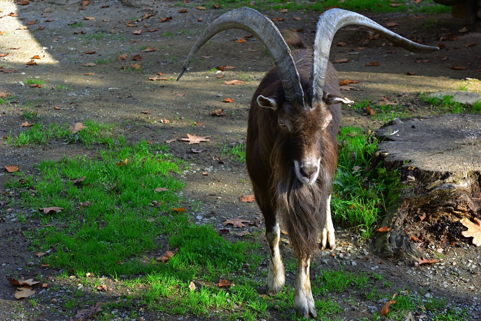 Nikon D5200 sample photo. Nature, mouflon, aries photography