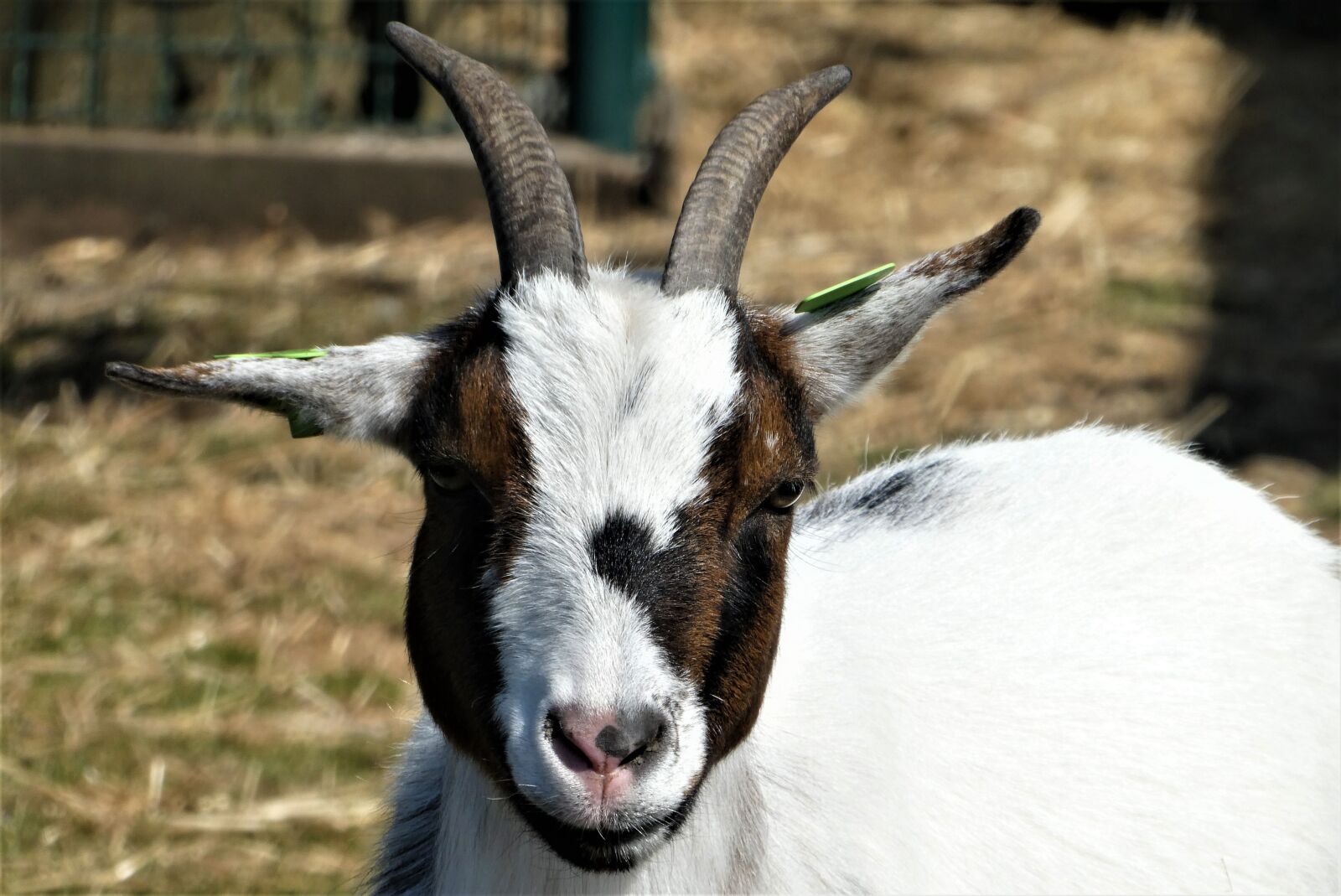 Panasonic Lumix DC-ZS70 (Lumix DC-TZ90) sample photo. Goat, mammal, coat photography