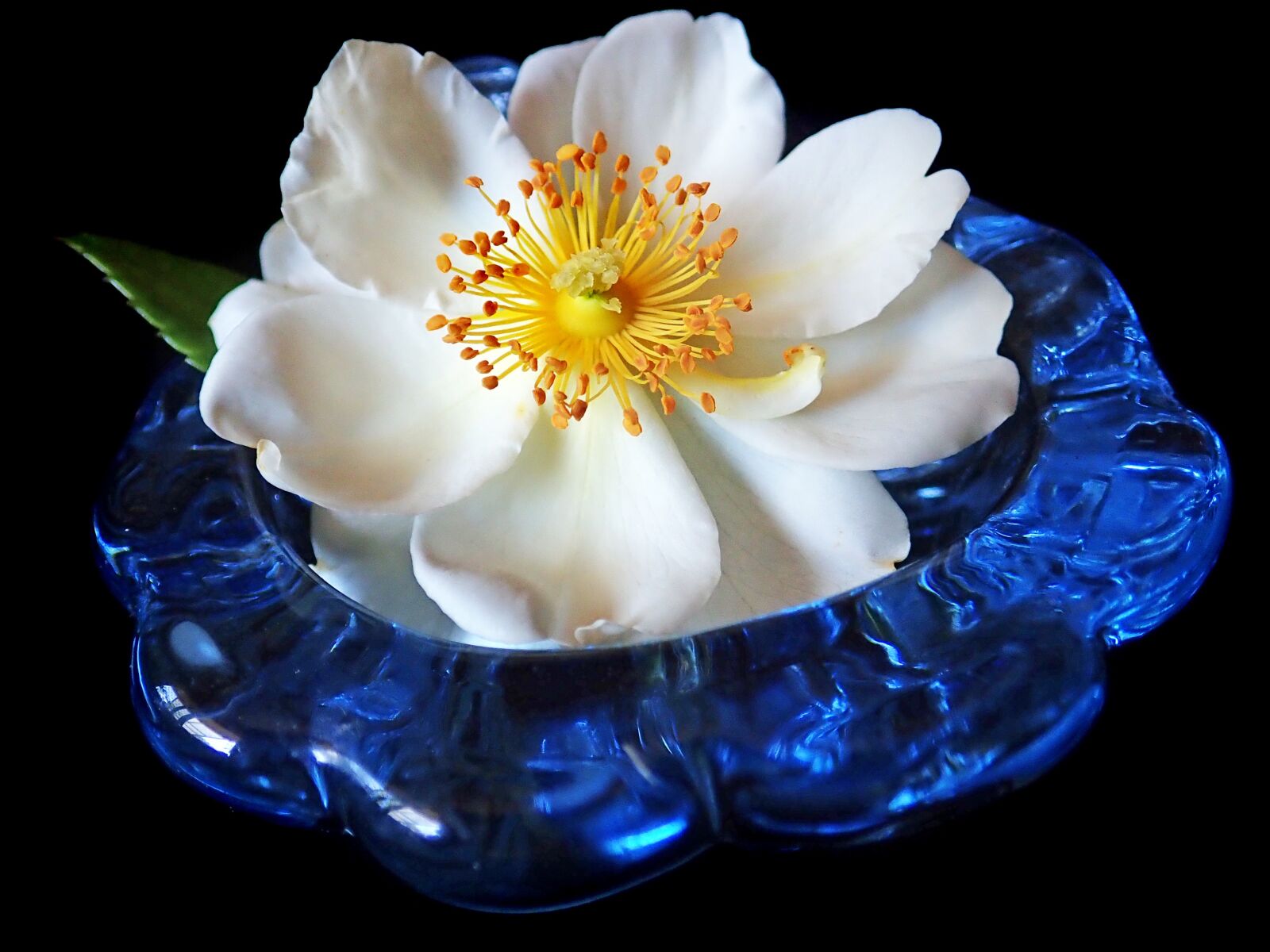 Olympus TG-5 sample photo. Rose, white, flower photography