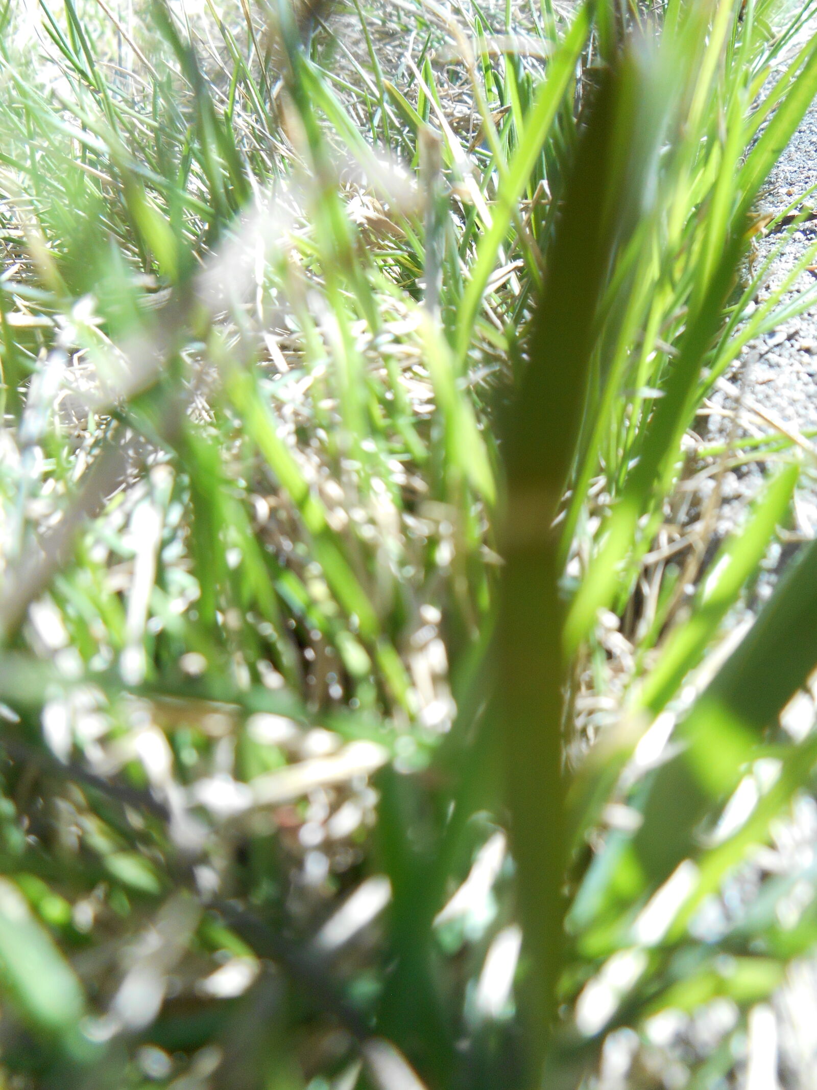 Nikon Coolpix S3500 sample photo. Gazon, grass, green, monde photography