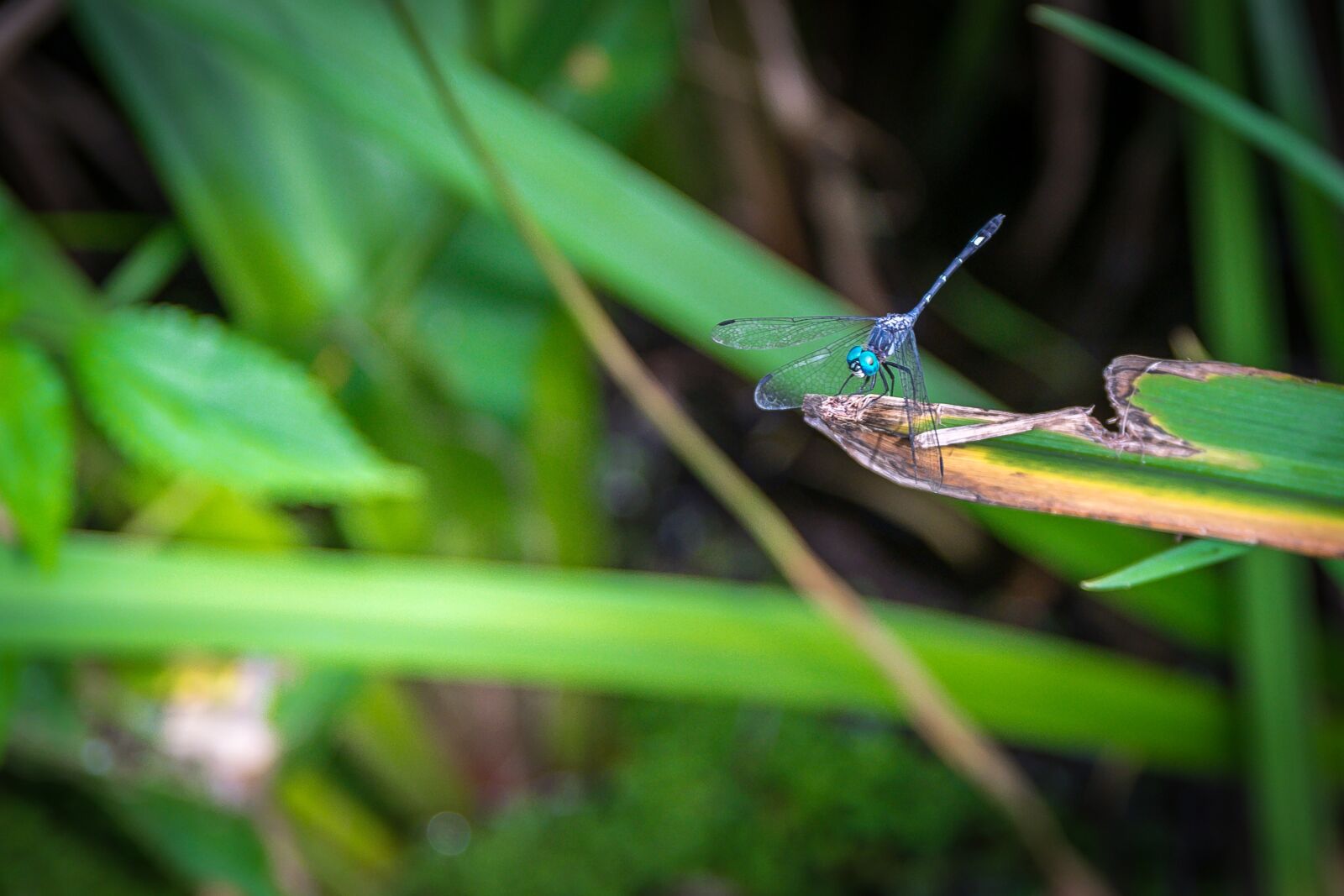 Nikon D5300 sample photo. Dragonfly, nature, insects photography
