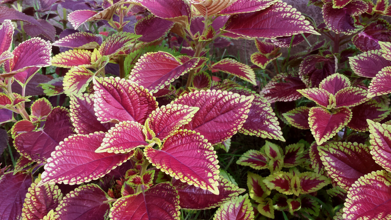Samsung Galaxy S4 sample photo