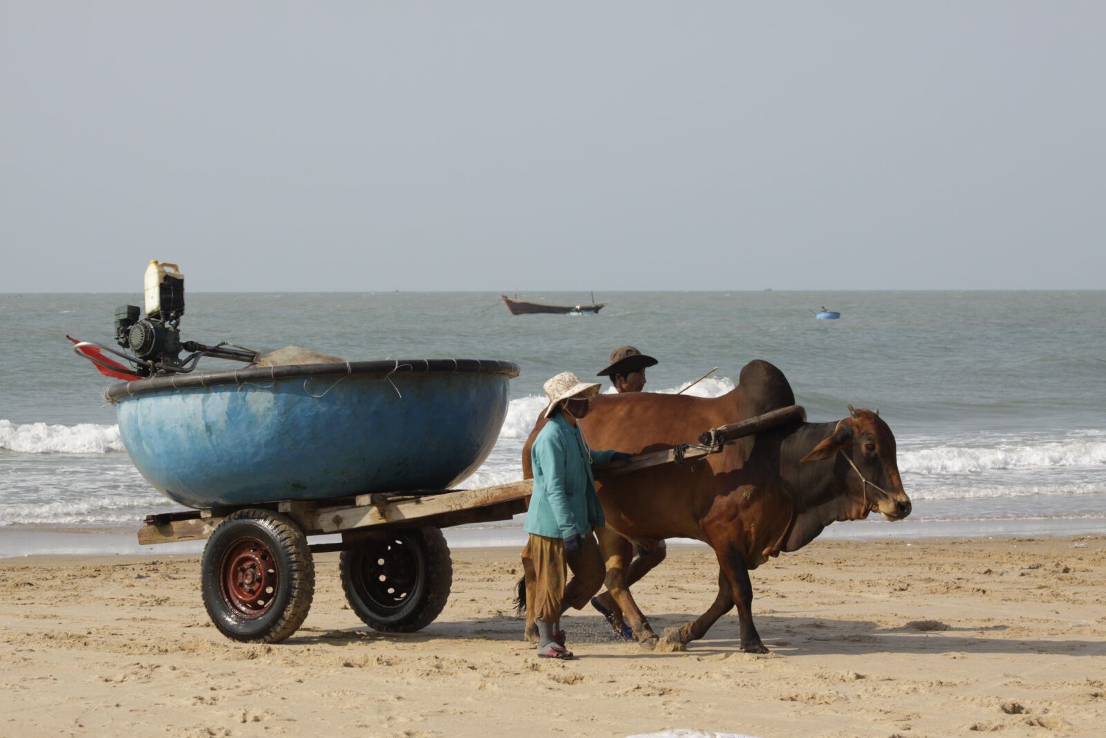Canon EOS 50D sample photo. Fishermans, ox carrying, basket photography