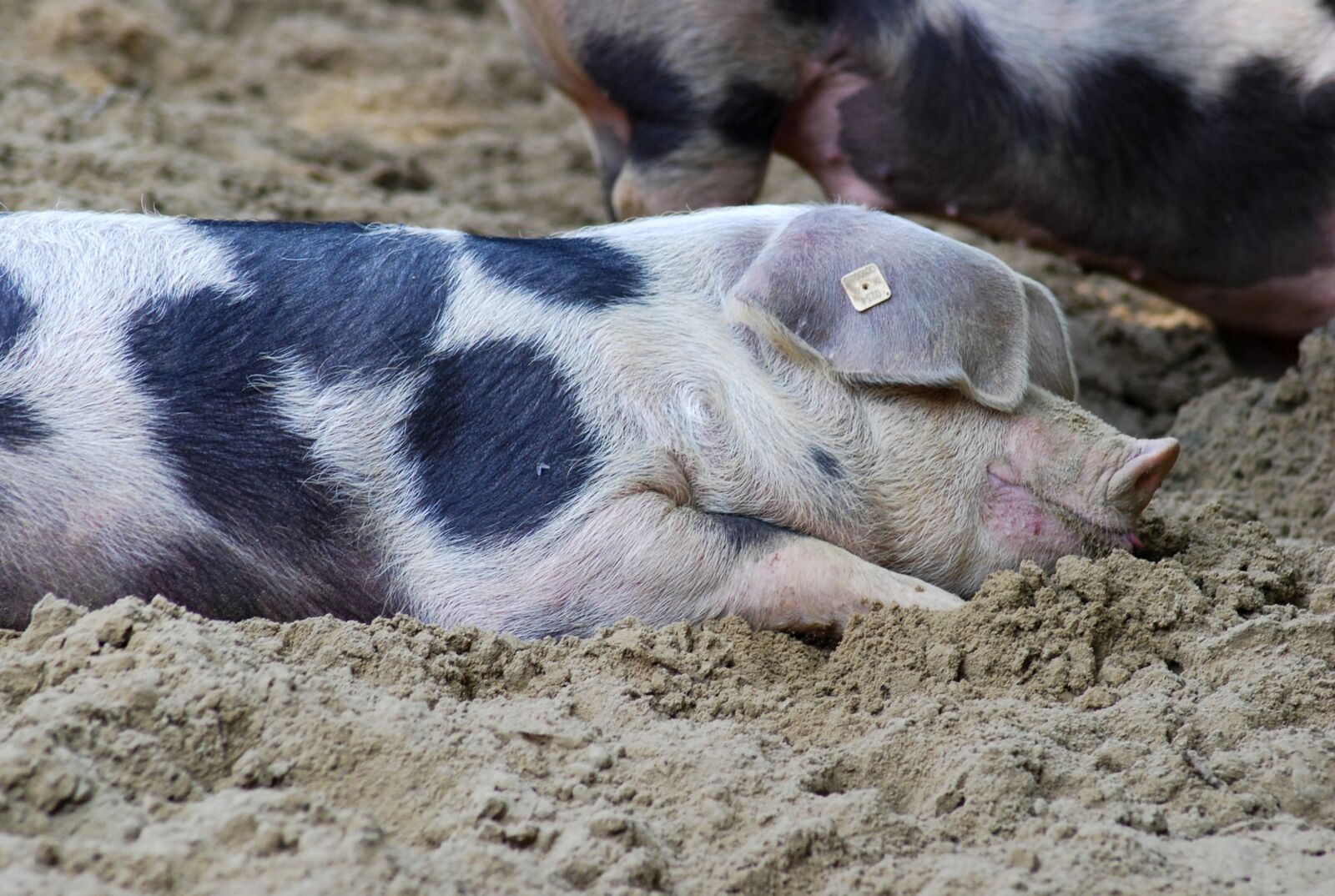 Nikon D60 sample photo. Pig, sow, bentheimer photography