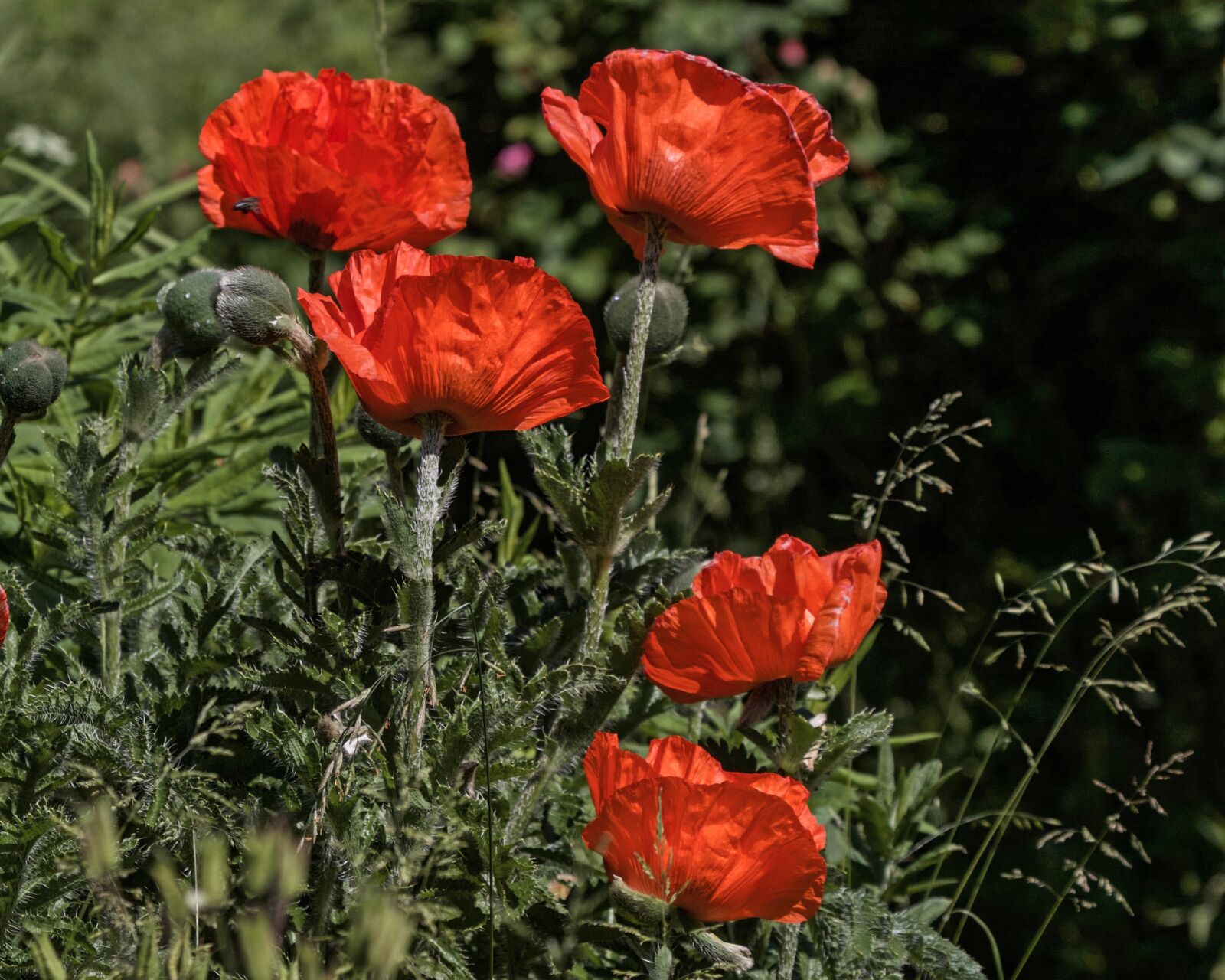 Canon EOS 7D sample photo. Poppy, flower, blossom photography