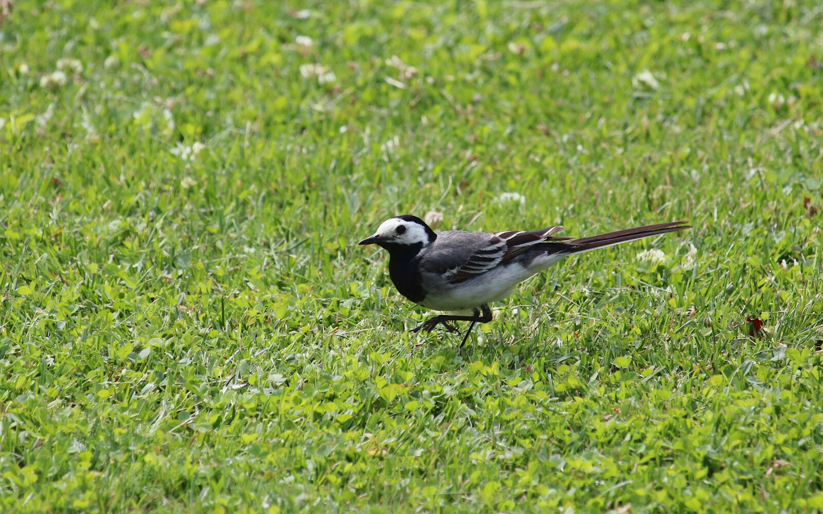 Canon EOS 2000D (EOS Rebel T7 / EOS Kiss X90 / EOS 1500D) + Canon EF-S 55-250mm F4-5.6 IS STM sample photo. White wagtail, pied wagtail photography
