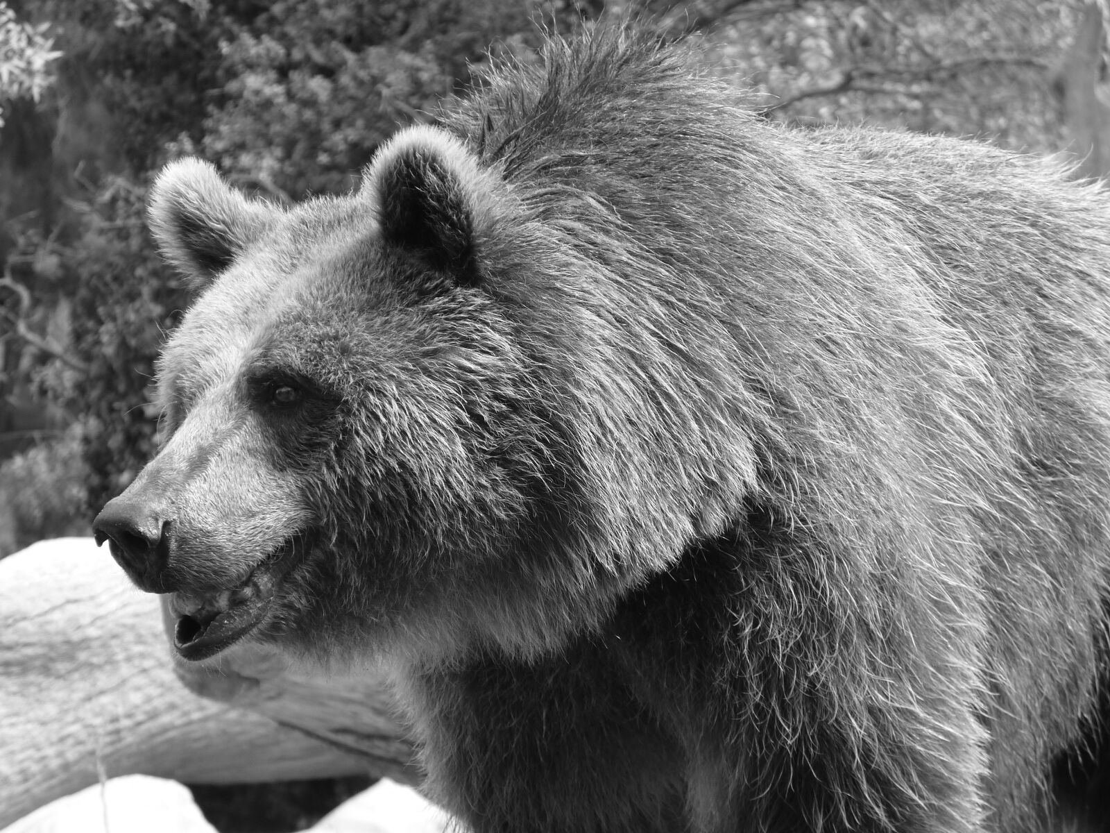 Panasonic Lumix DMC-FZ35 (Lumix DMC-FZ38) sample photo. Bear, brown, black photography