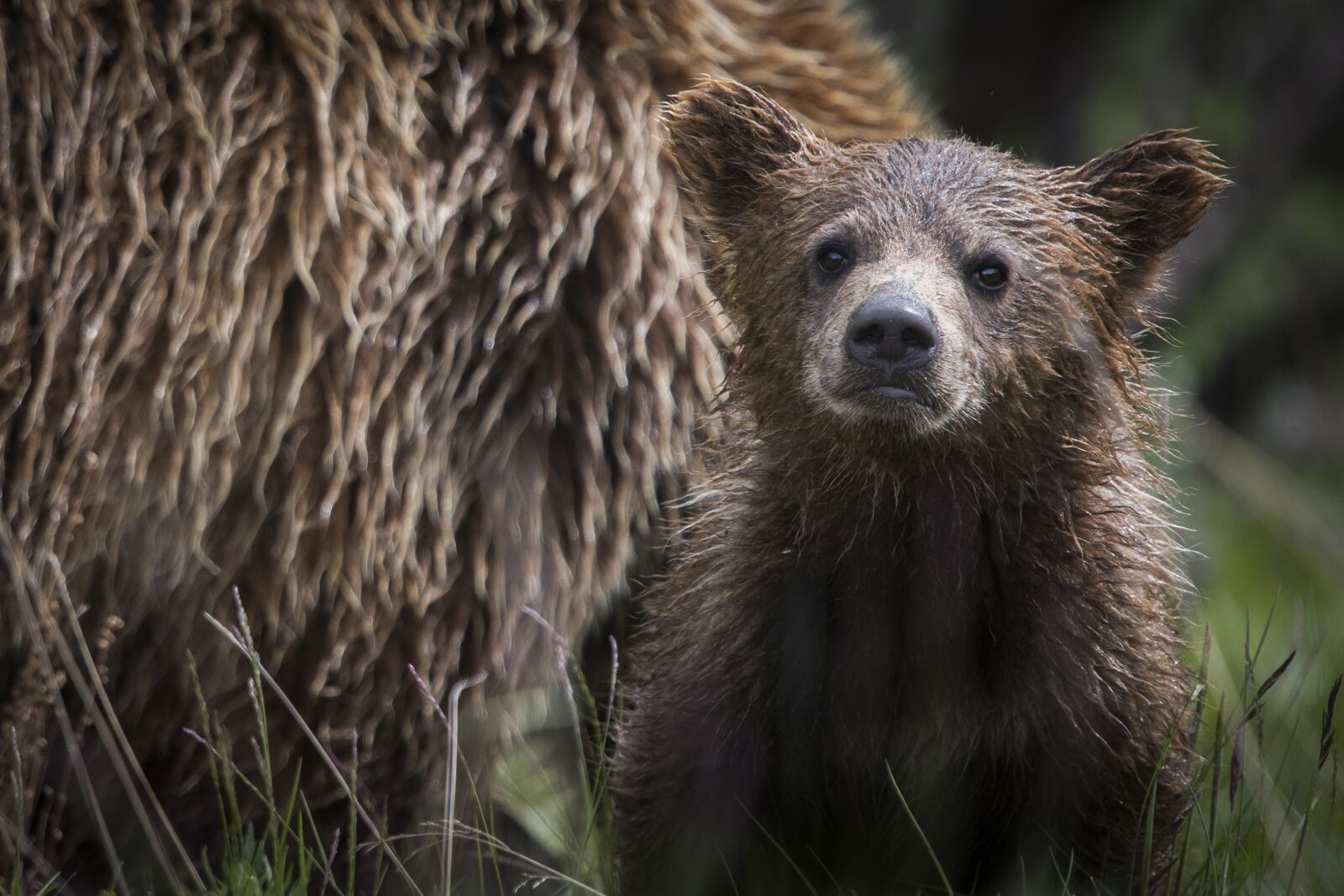 Nikon D810 sample photo. Bear, cub, young photography