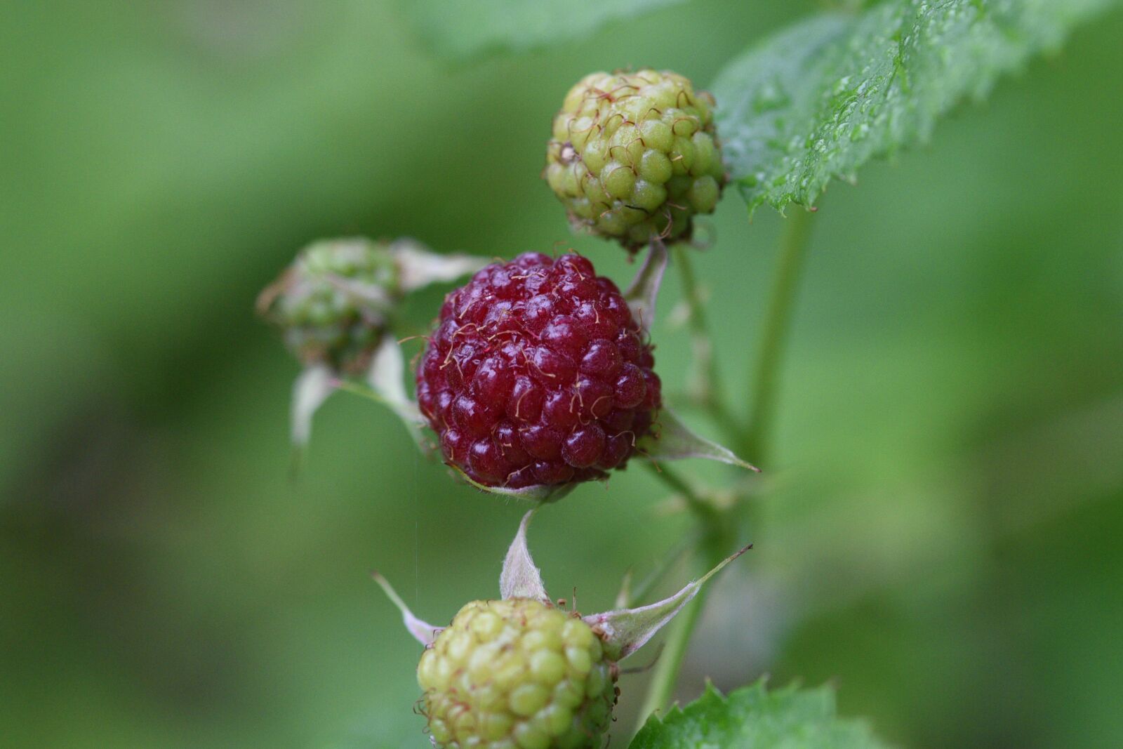 Nikon D750 sample photo. Wild, back, berry photography