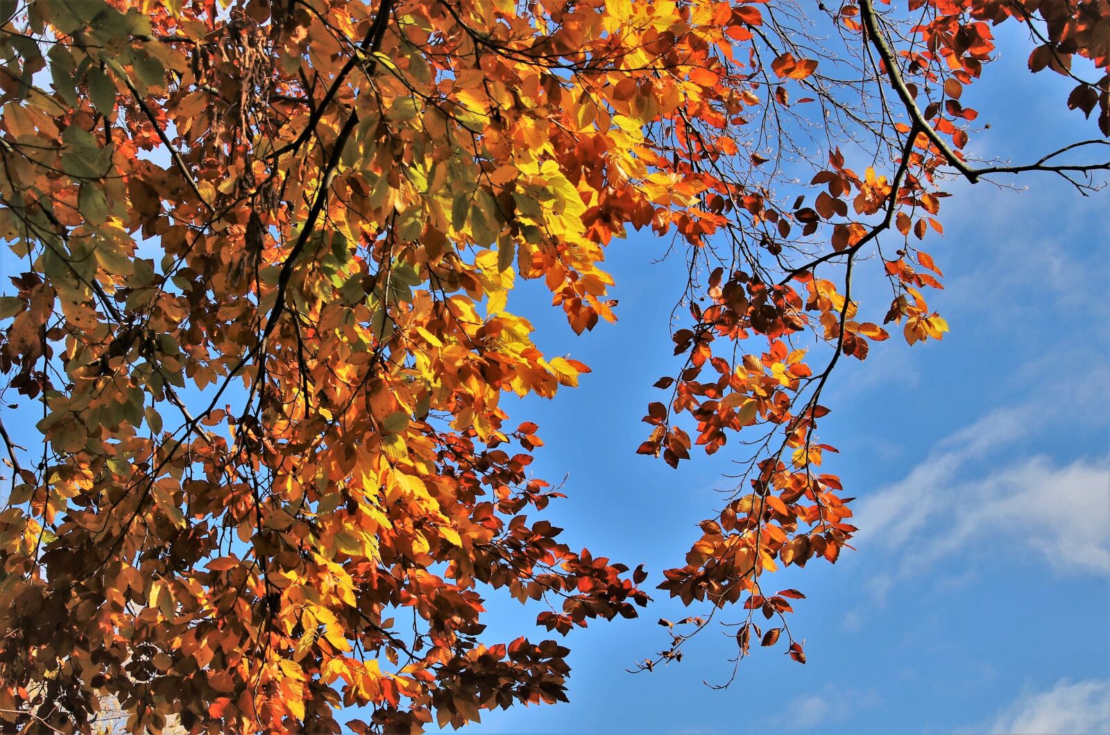 Canon EOS 80D sample photo. Tree, in the park photography