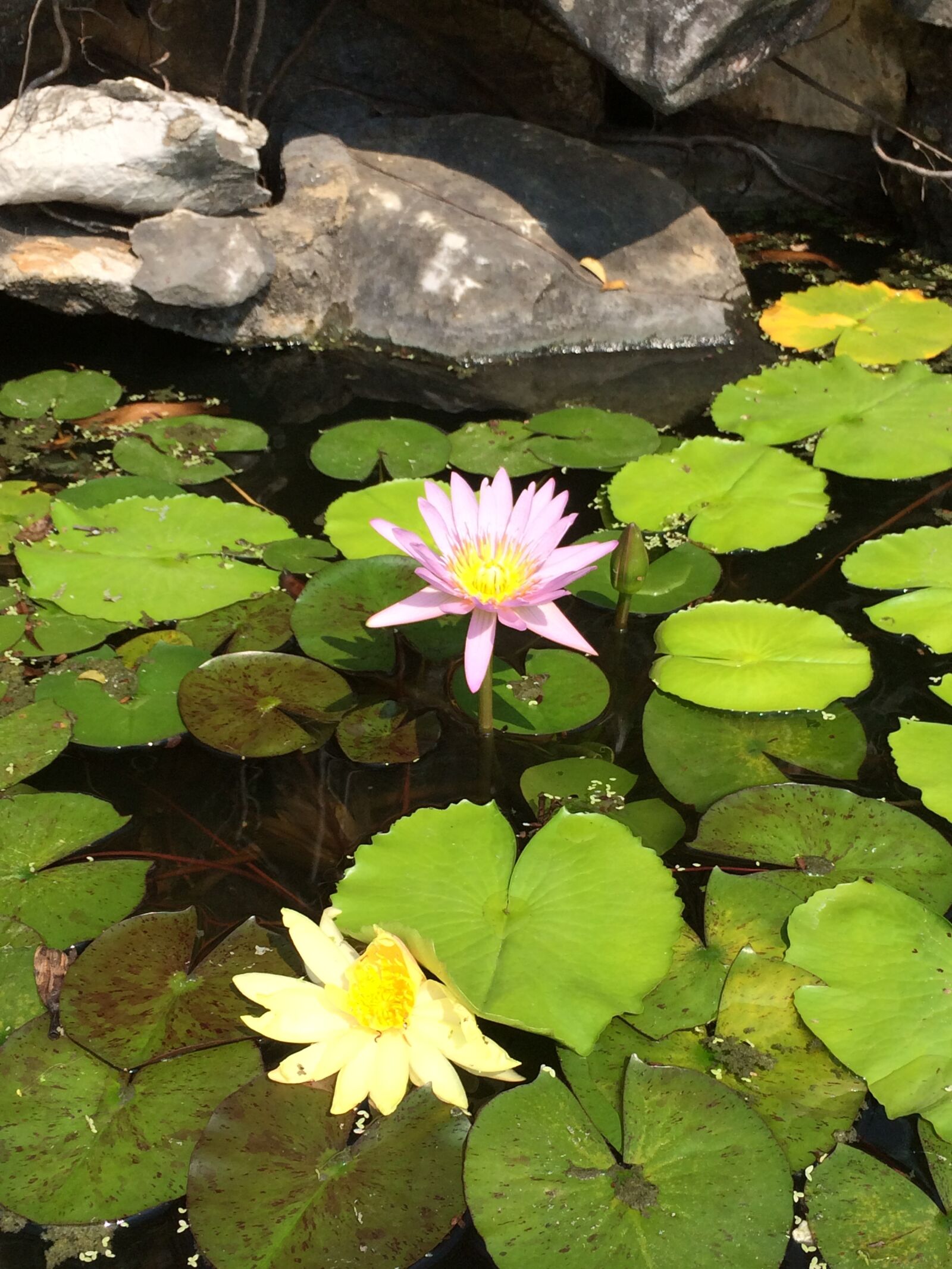 iPhone 5s back camera 4.15mm f/2.2 sample photo. Lotus, lotus flower, renko photography