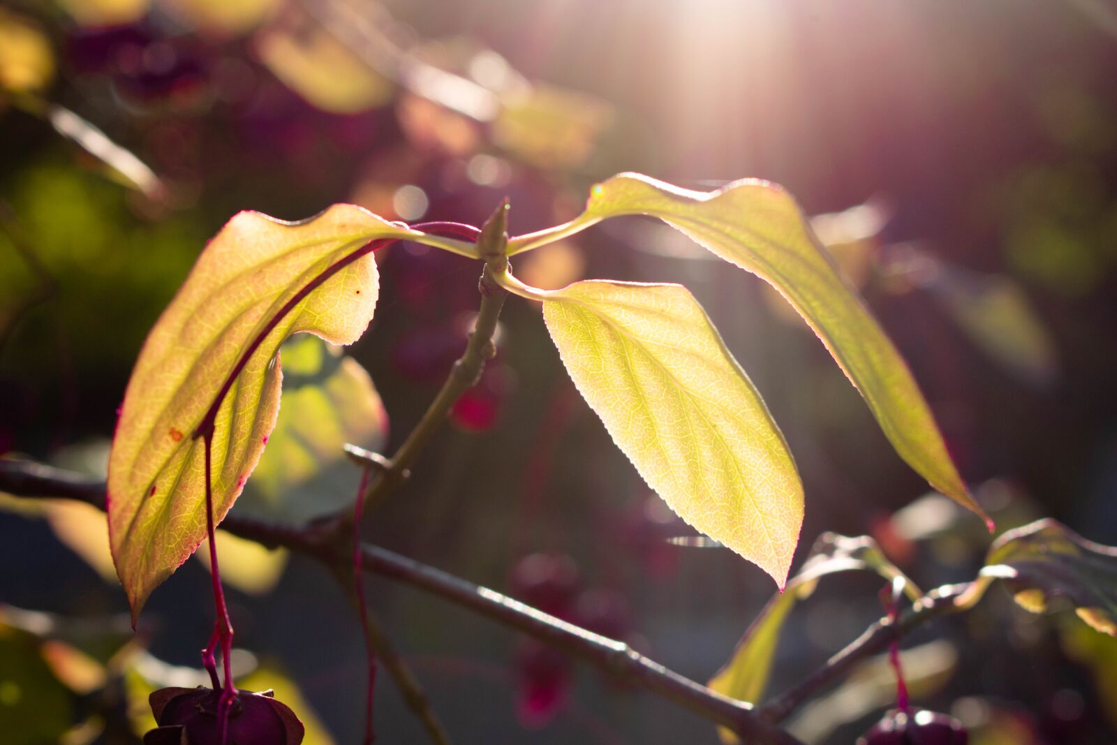 Nikon D5300 sample photo. Grass, plant, green photography