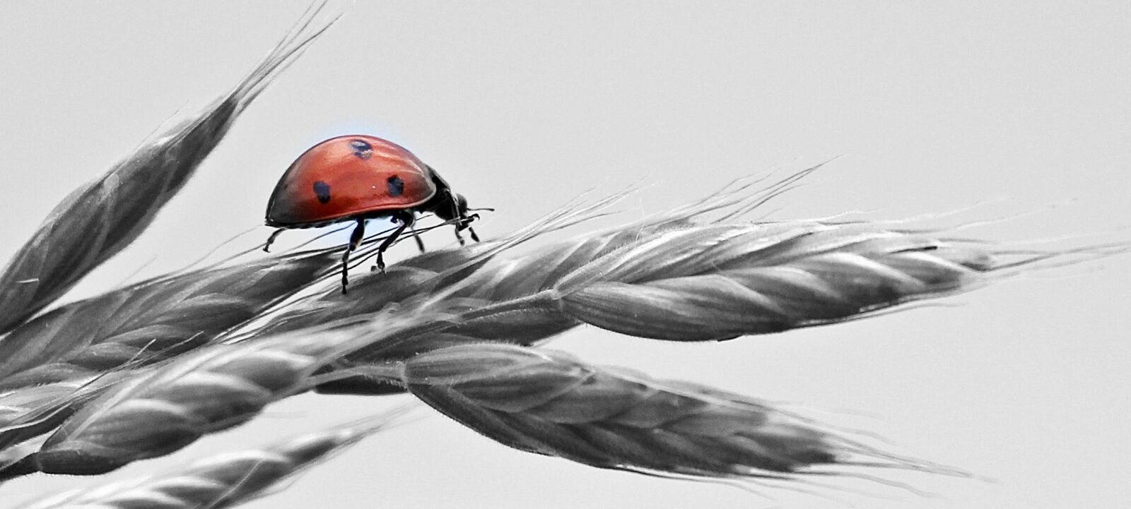 Canon EOS 550D (EOS Rebel T2i / EOS Kiss X4) sample photo. Ladybug, ear, sky photography