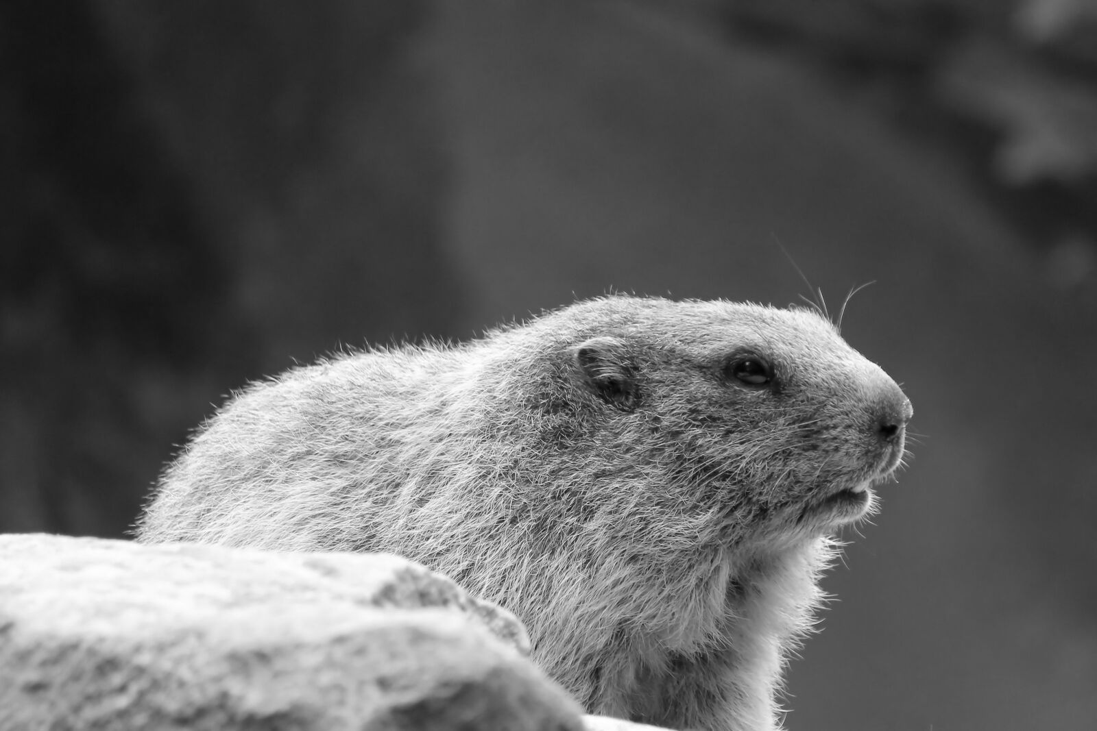 Canon EOS 600D (Rebel EOS T3i / EOS Kiss X5) sample photo. Retro, black and white photography
