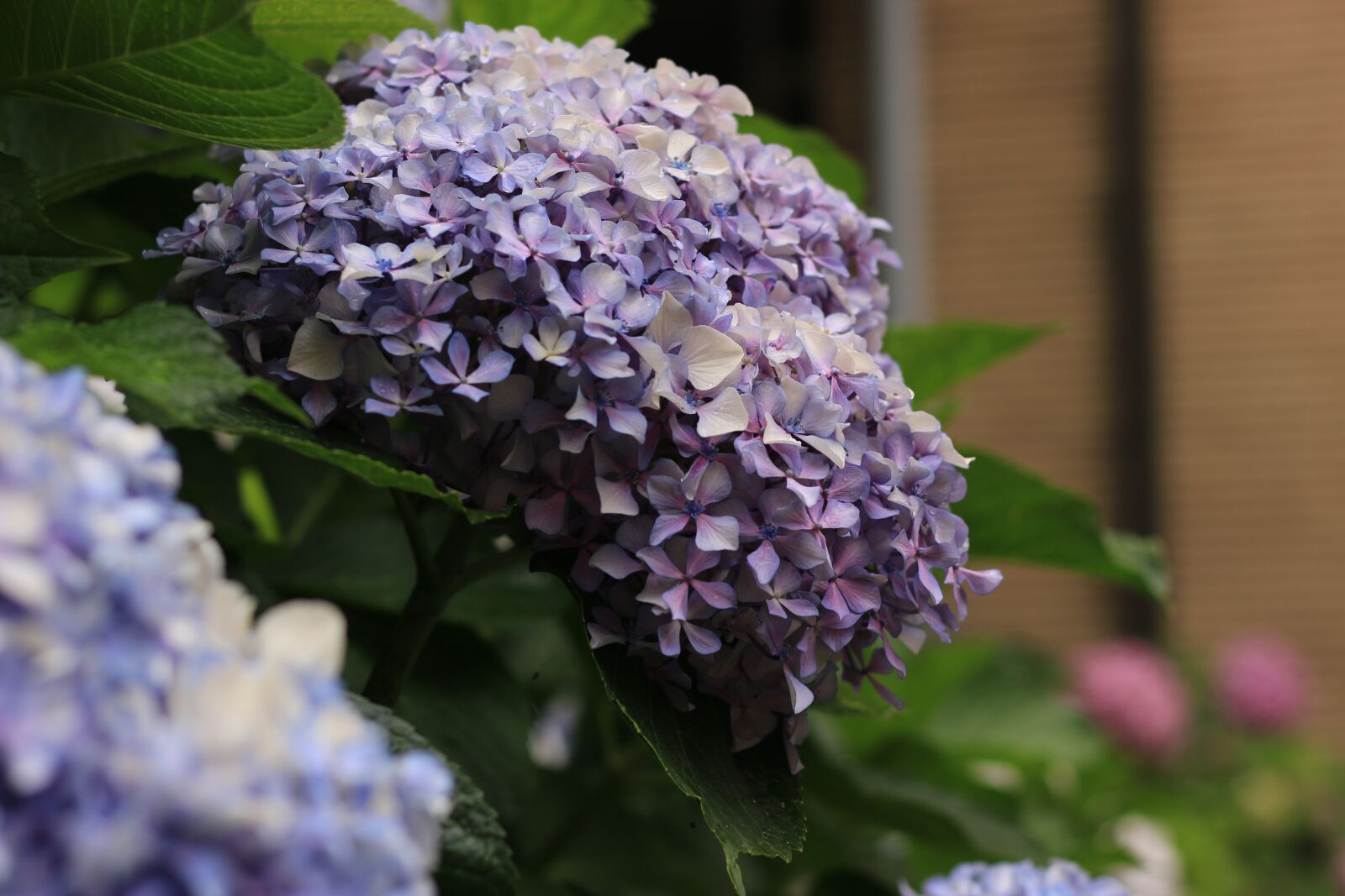 Canon EOS 70D + Canon EF 50mm F1.8 STM sample photo. Hydrangea, purple flower, purple photography