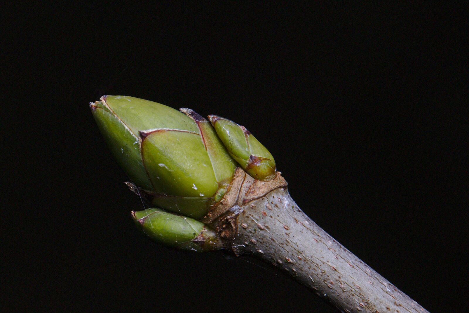 Canon EF 100mm F2.8L Macro IS USM sample photo. Forest, winter, bud photography