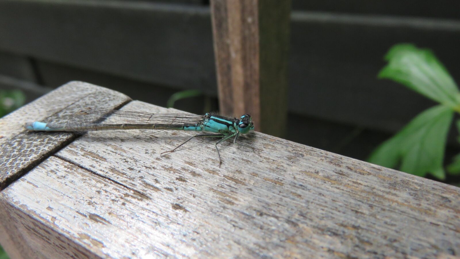 Canon PowerShot SX700 HS sample photo. Dragonfly, also, damsel photography