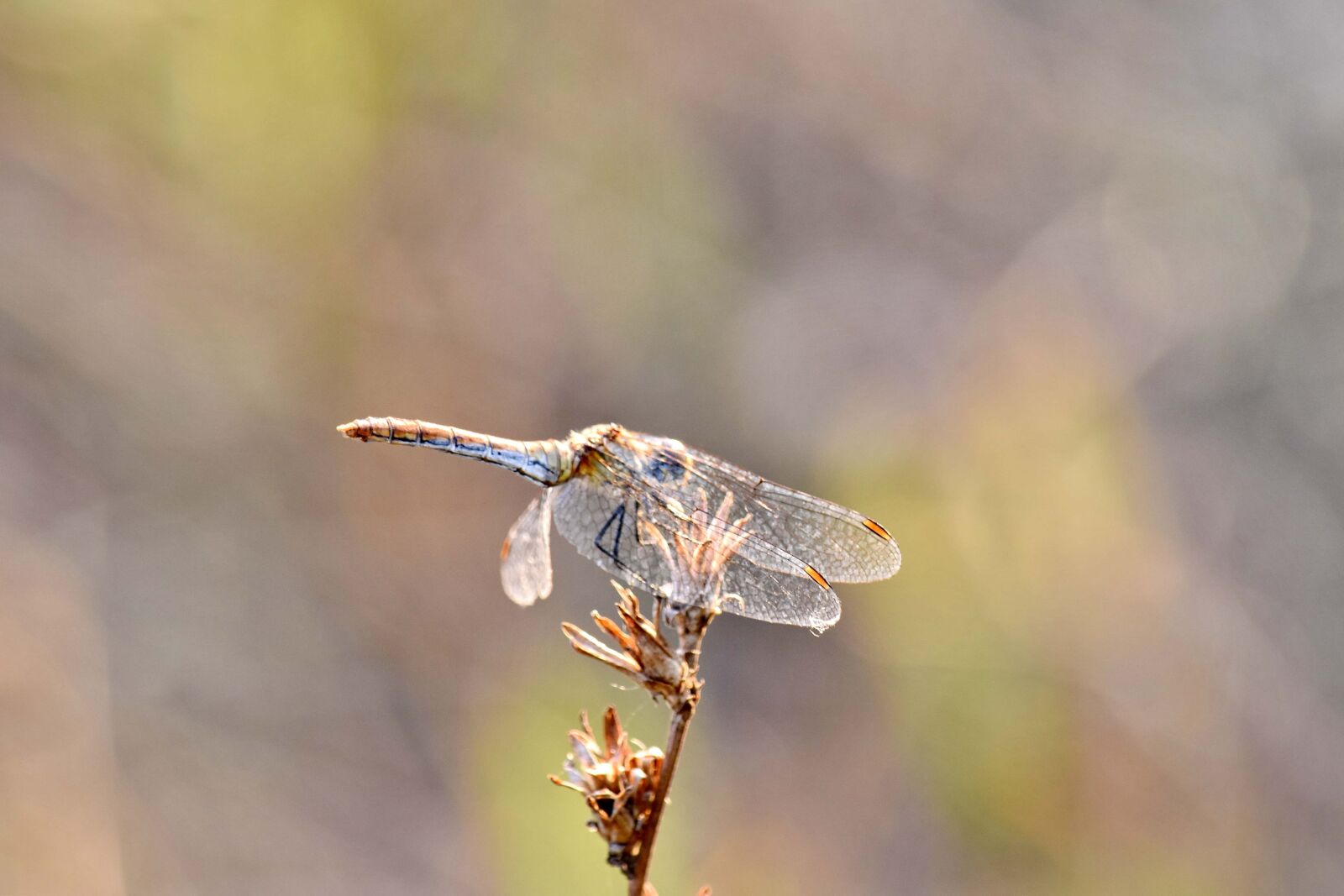 Nikon D5500 sample photo. Biology, detail, dragonfly, wings photography