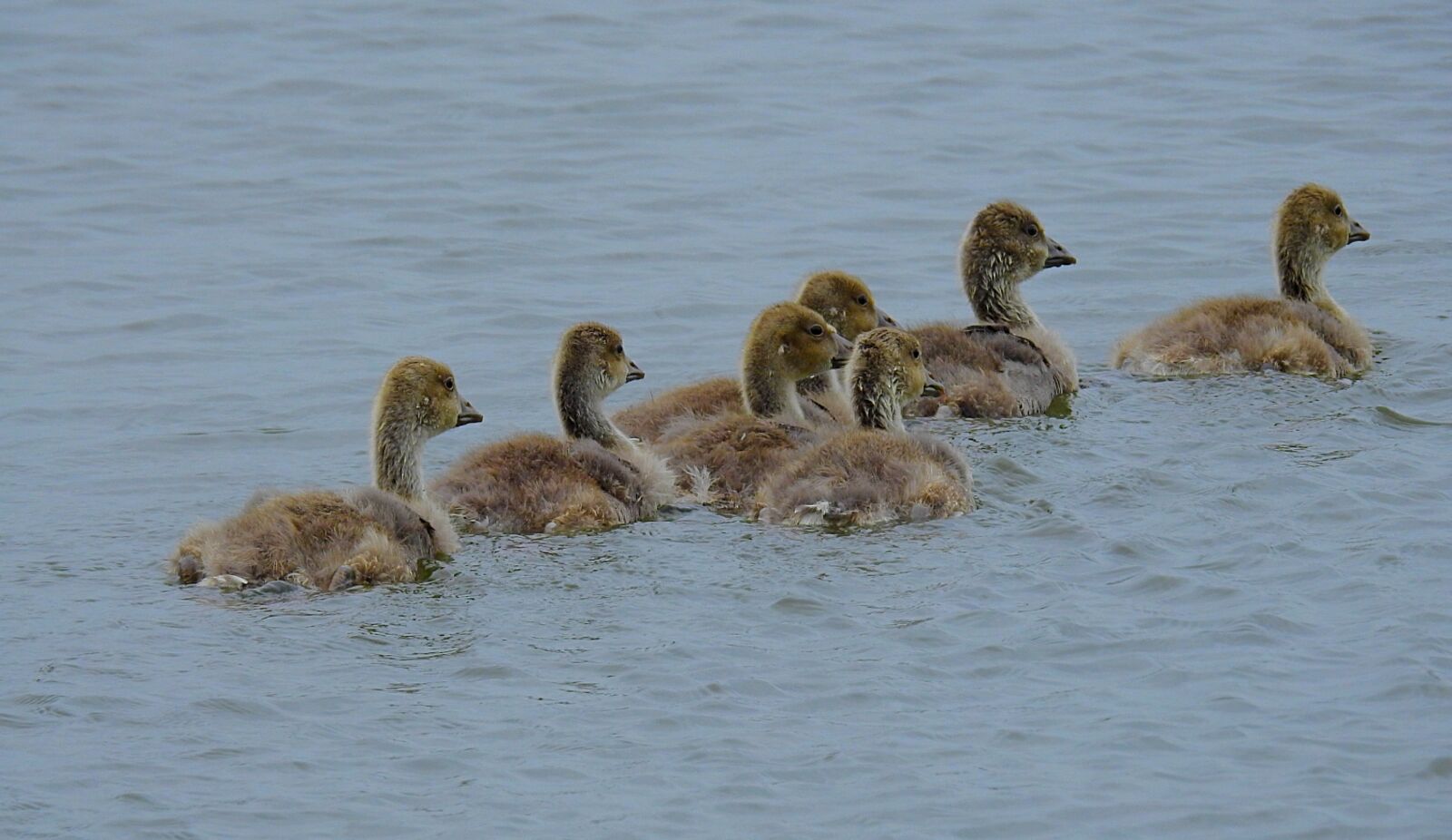 Nikon Coolpix P900 sample photo. Young geese, lake, wild photography