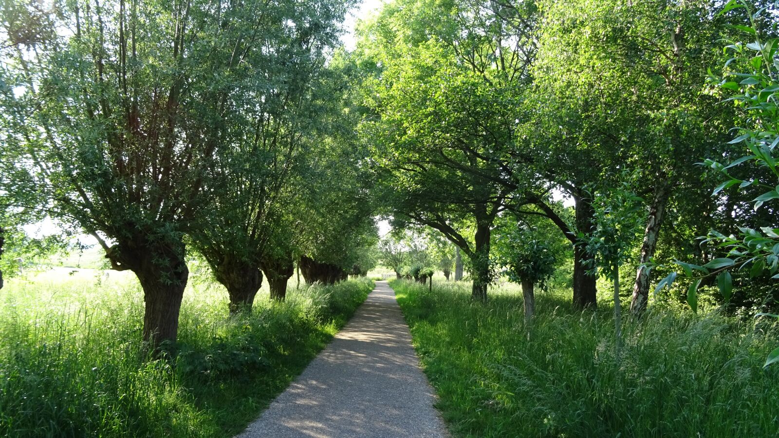 Sony DSC-HX60 sample photo. Way, willow, tree photography