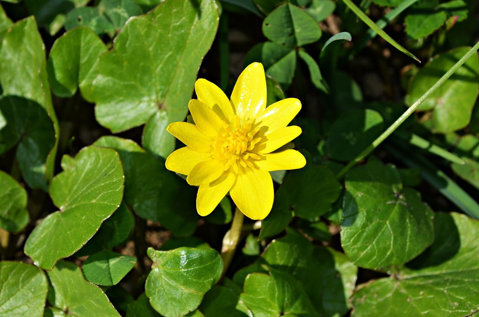 Nikon D5100 sample photo. Flower, green, nature photography
