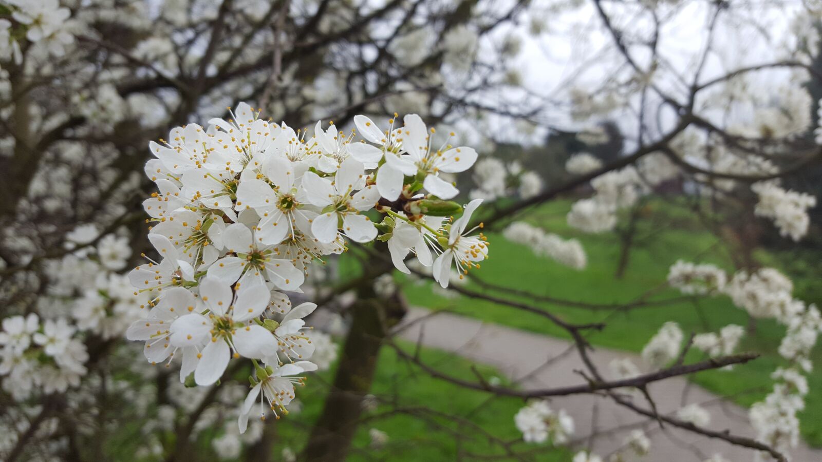 Samsung Galaxy S6 sample photo. Tree, plum, branch photography