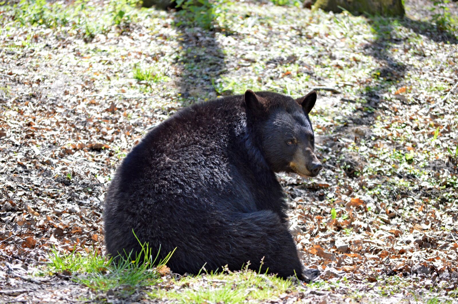 Nikon D3200 sample photo. Bear, animal, zoo photography