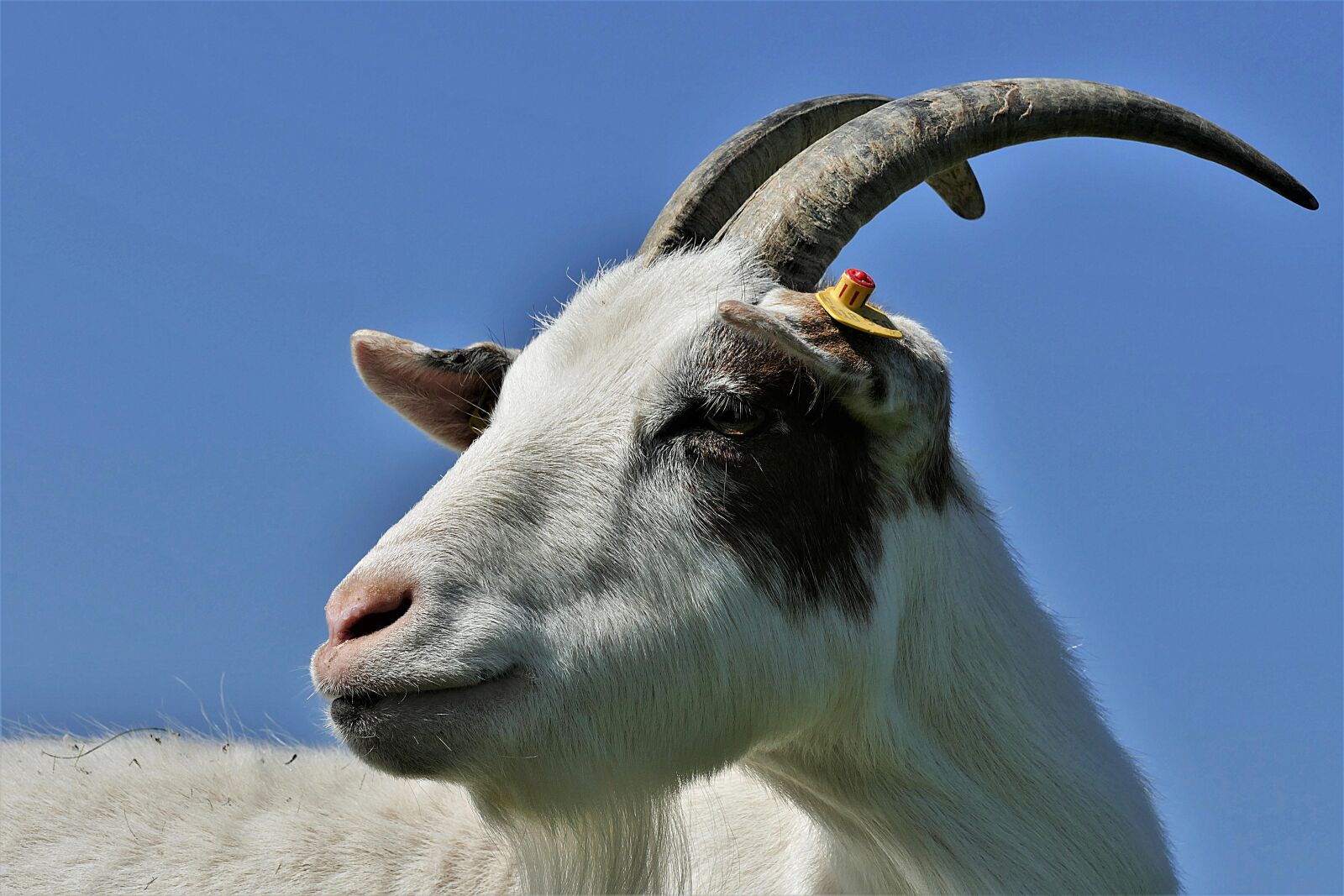 Panasonic Lumix DMC-FZ1000 sample photo. Goat, horns, domestic goat photography