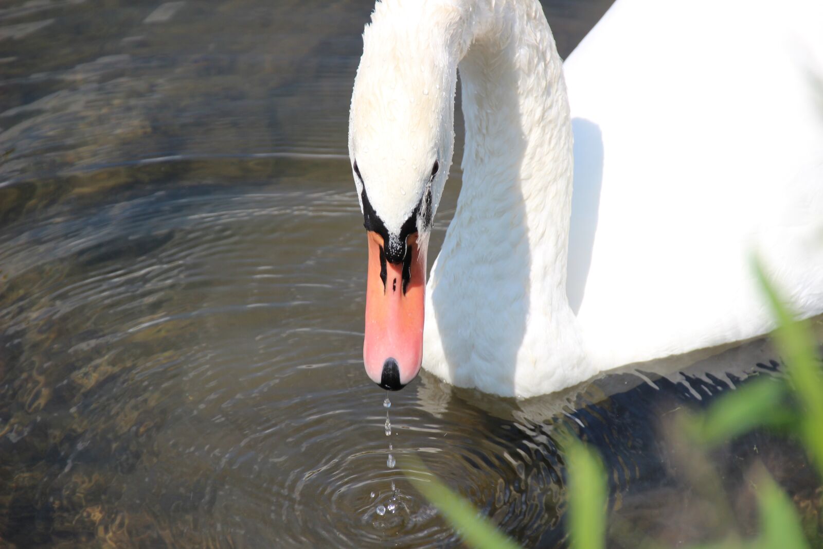 Canon EOS 600D (Rebel EOS T3i / EOS Kiss X5) sample photo. Swan, head, bill photography