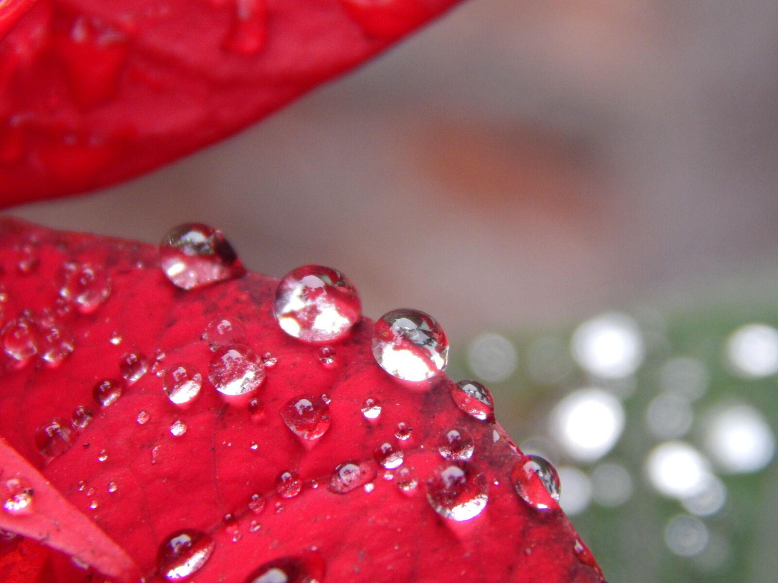 Nikon Coolpix L820 sample photo. Red leaves, rain, drops photography