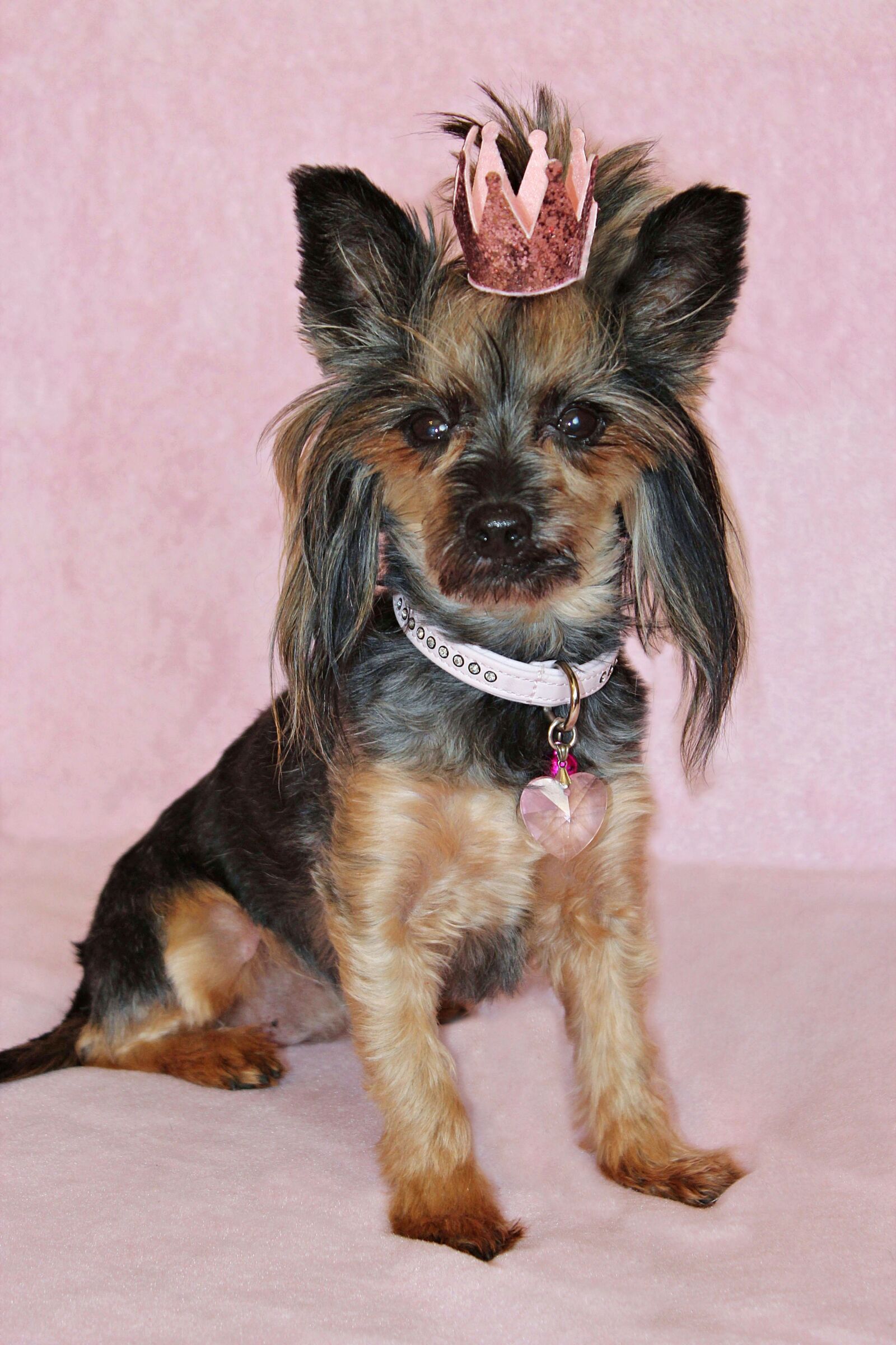 Canon EOS 600D (Rebel EOS T3i / EOS Kiss X5) sample photo. Yorkie, princess, dog photography