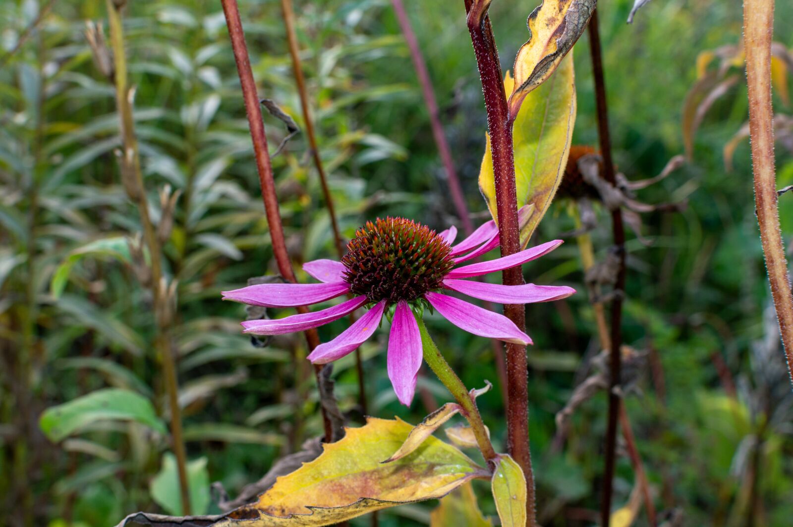 Nikon D3200 sample photo. Coneflower, pollen, flower photography