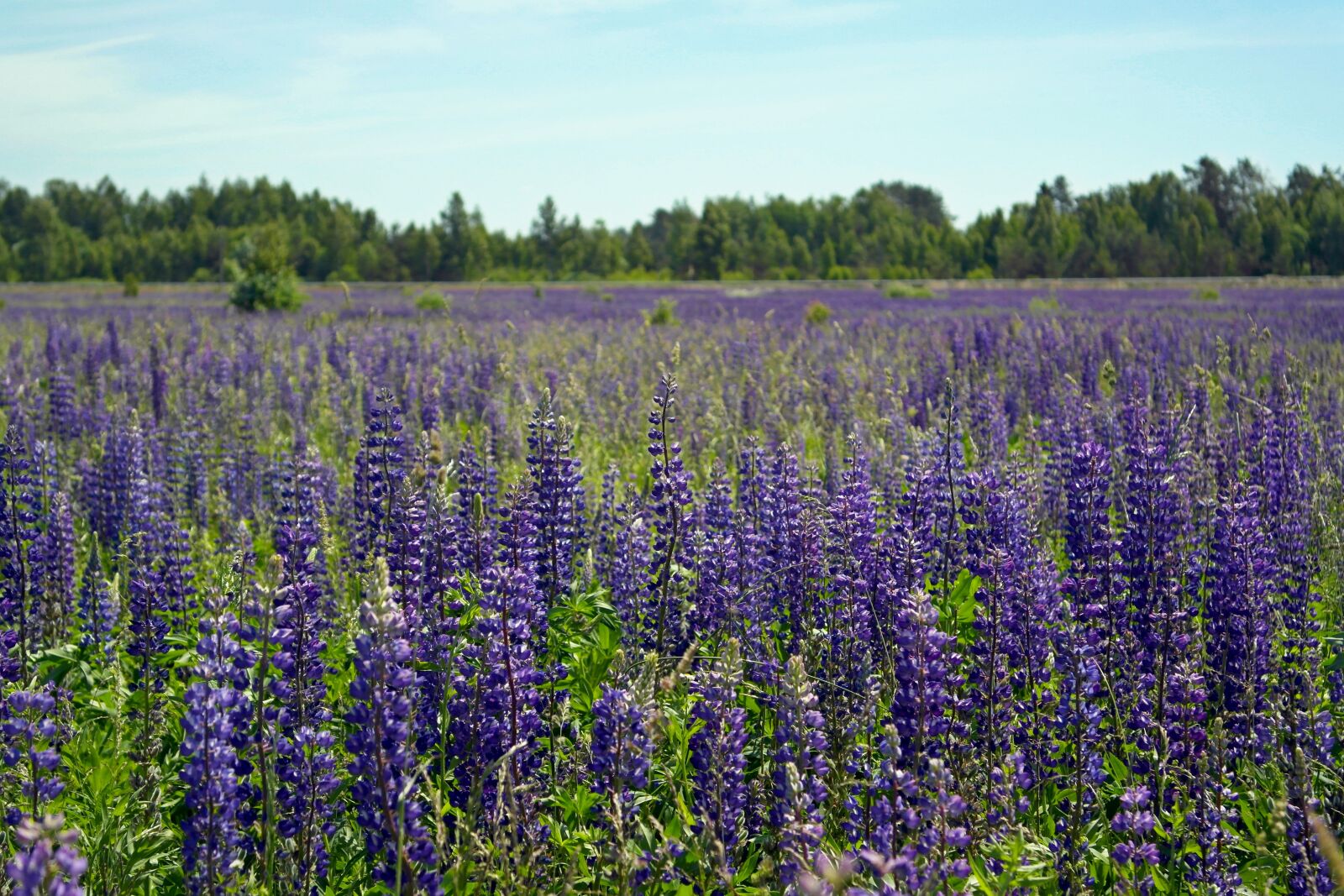 Samsung NX1000 sample photo. Field, flowers, lupine photography