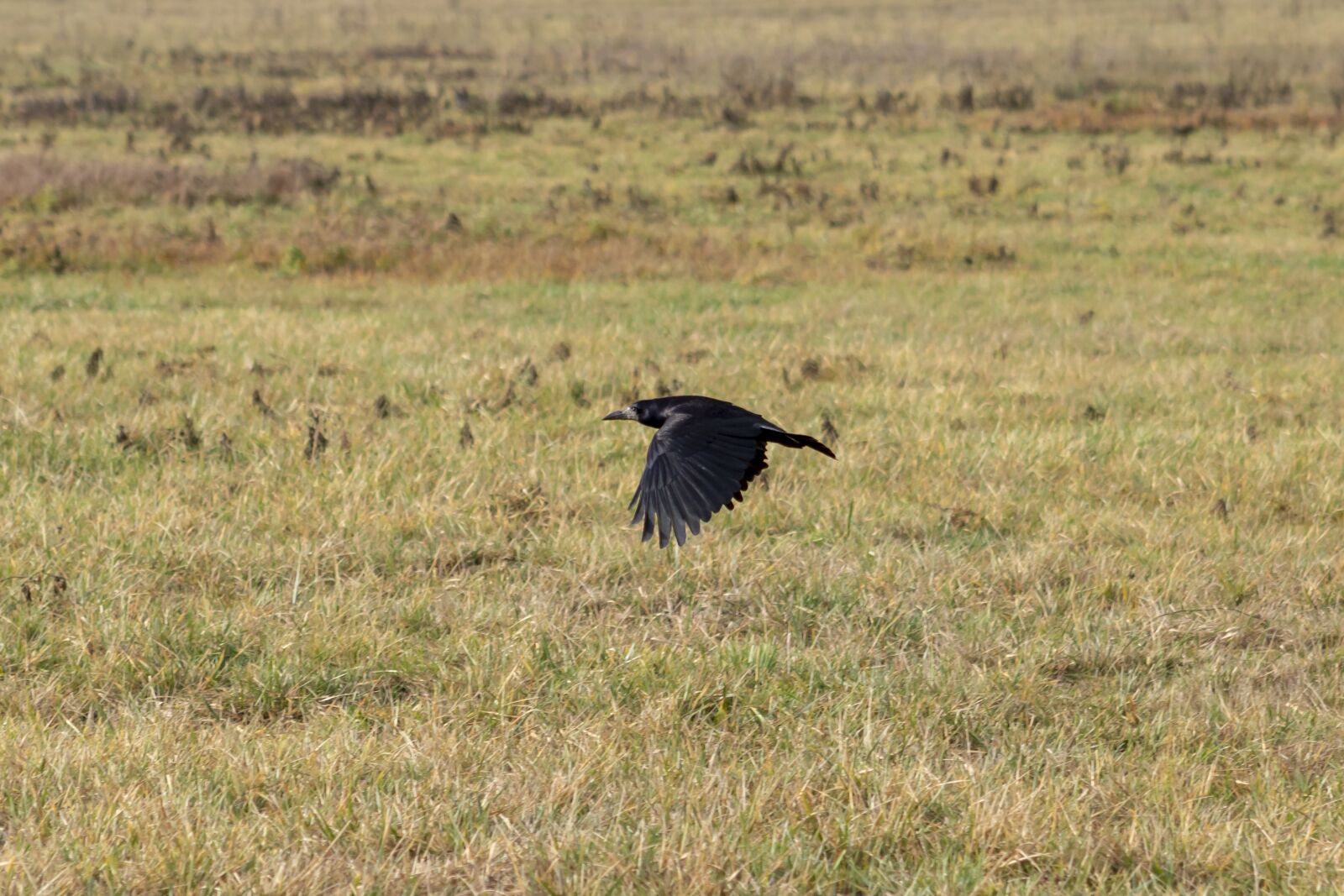 Canon EF75-300mm f/4-5.6 sample photo. Crow, bird, black photography