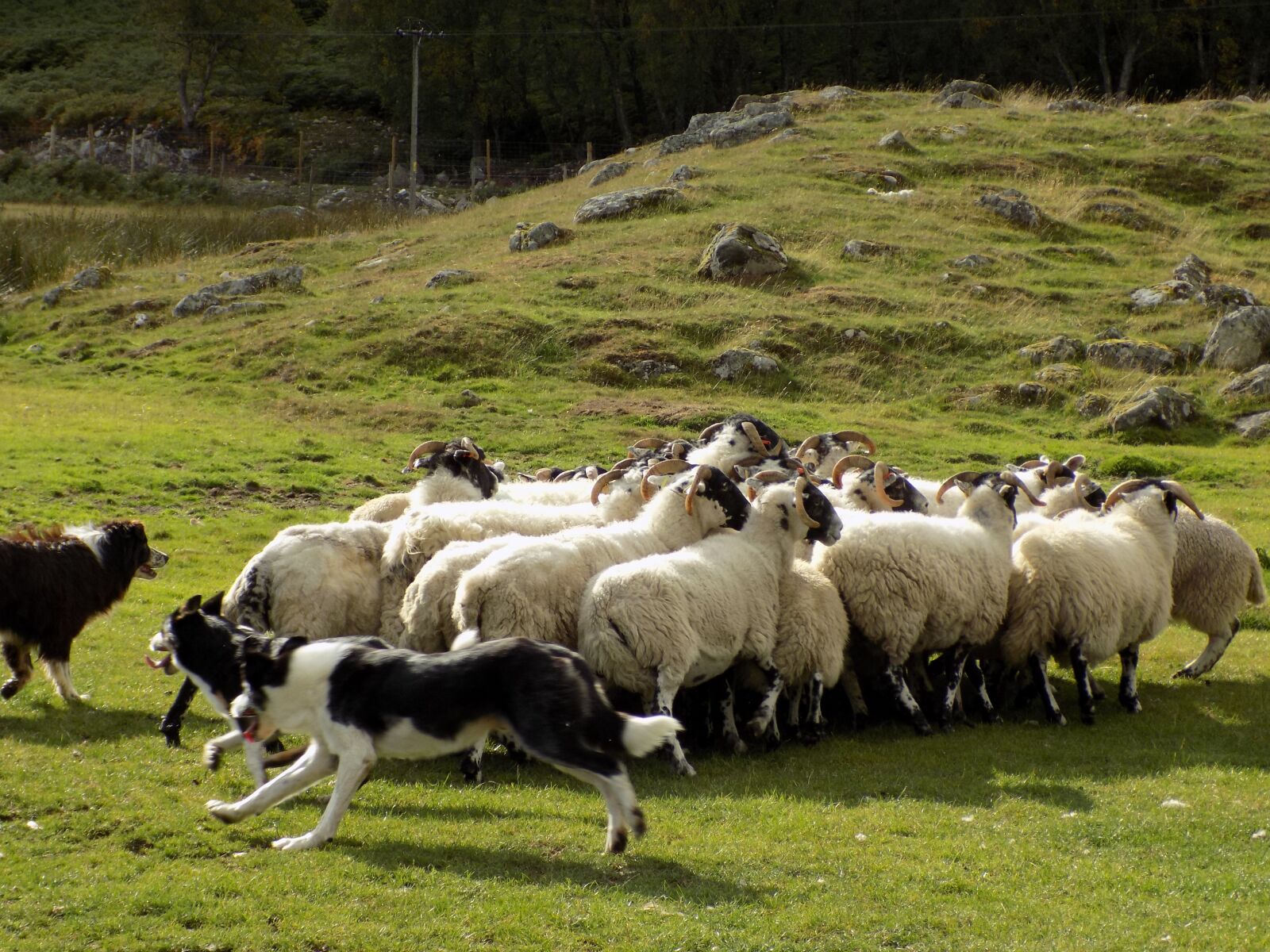 Nikon COOLPIX L340 sample photo. Sheep, scotland, sheepdogs photography