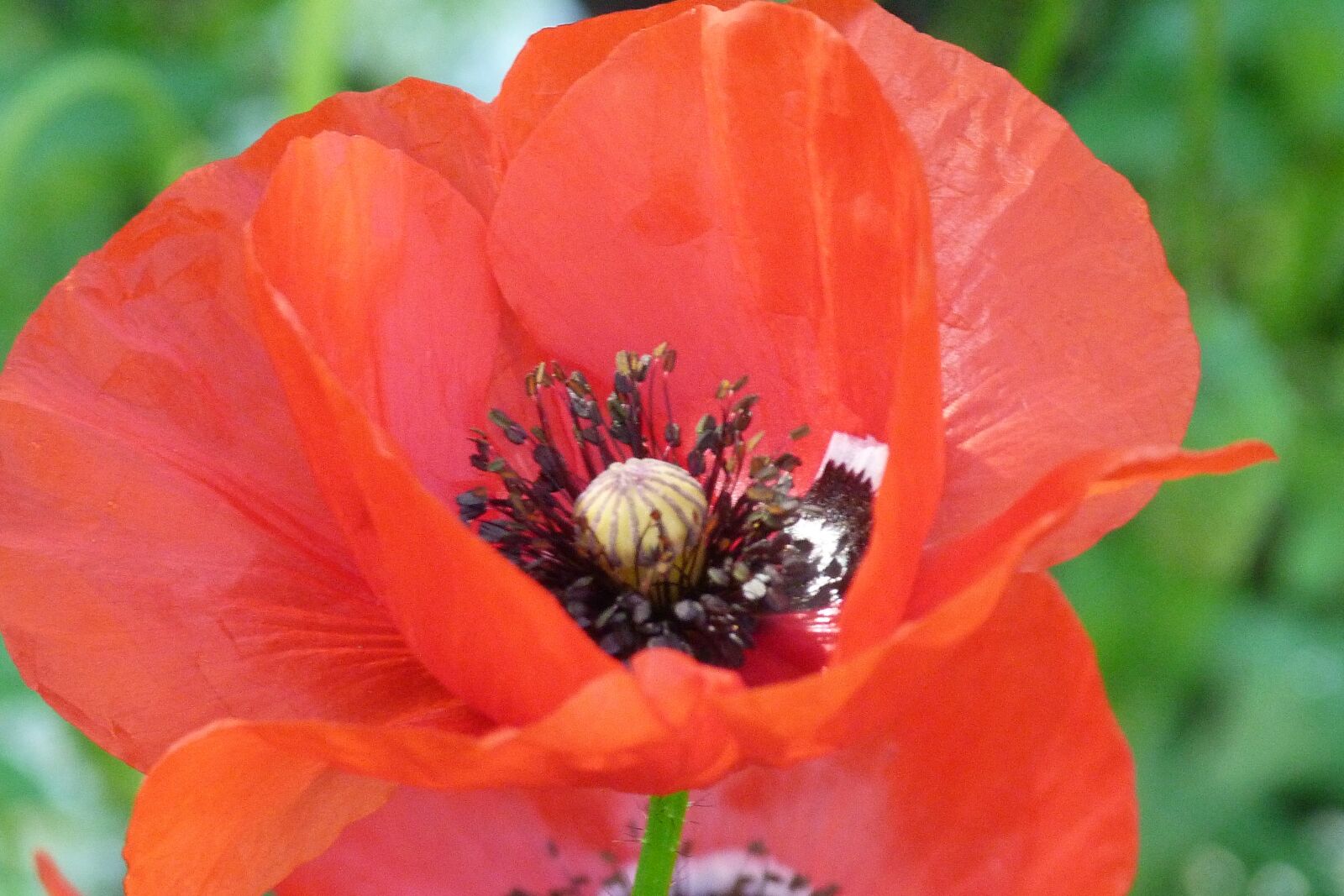 Panasonic Lumix DMC-FZ40 (Lumix DMC-FZ45) sample photo. Poppy, red, flower photography