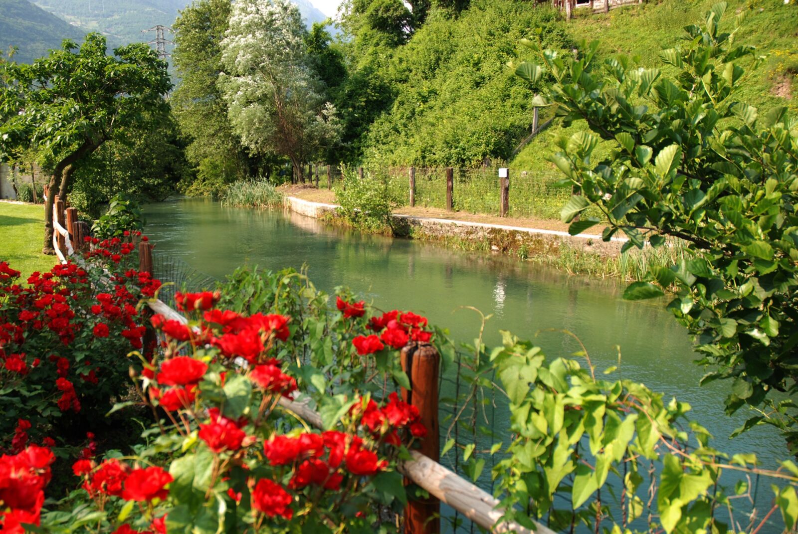 Nikon D80 sample photo. River, rose, nature photography