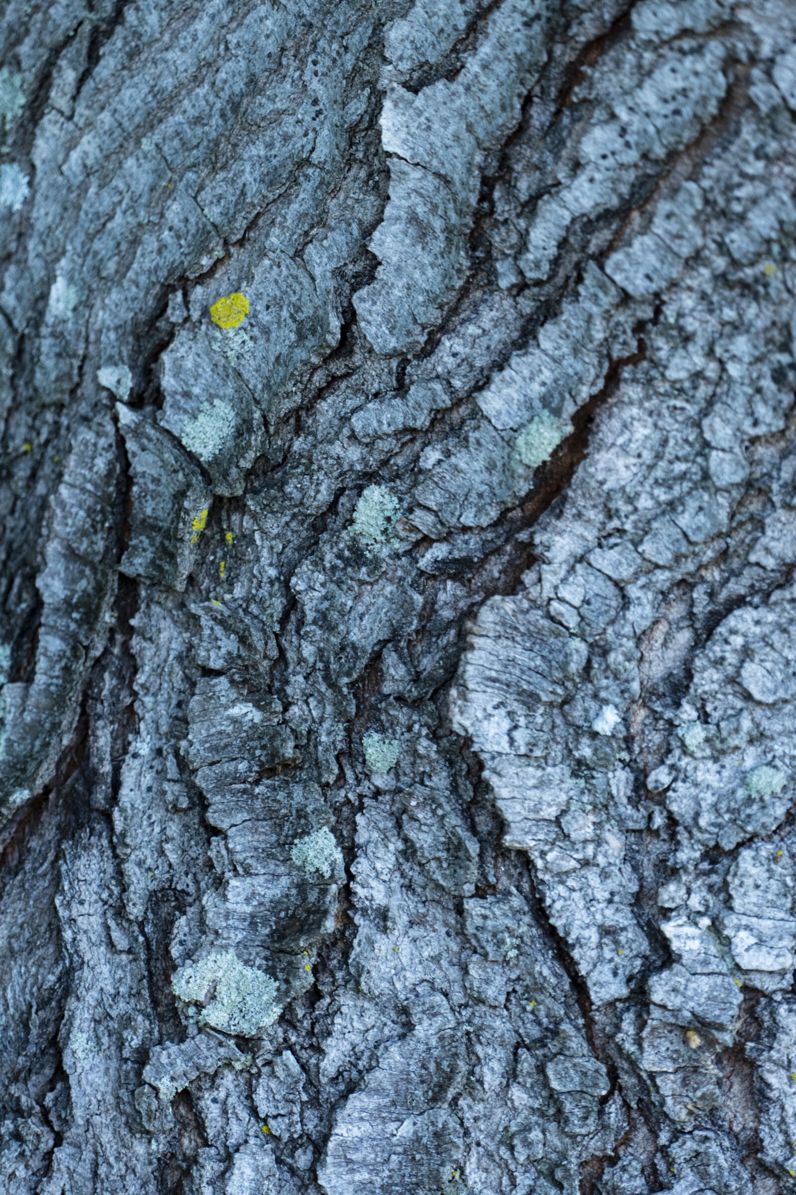 Panasonic Lumix DMC-FZ1000 sample photo. Bark, tree, texture photography