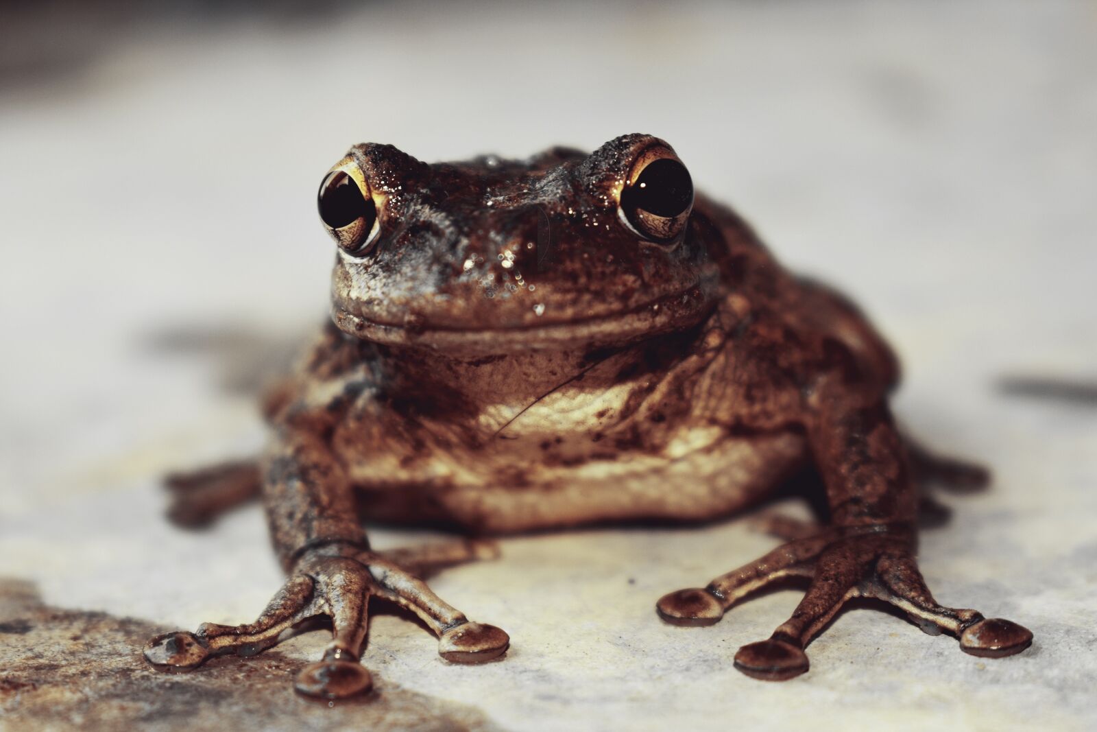 Nikon D3400 sample photo. Nature, frog cuban, soil photography