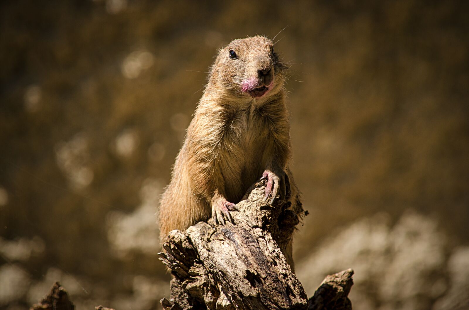 Nikon D5100 sample photo. Nature, animal world, mammal photography