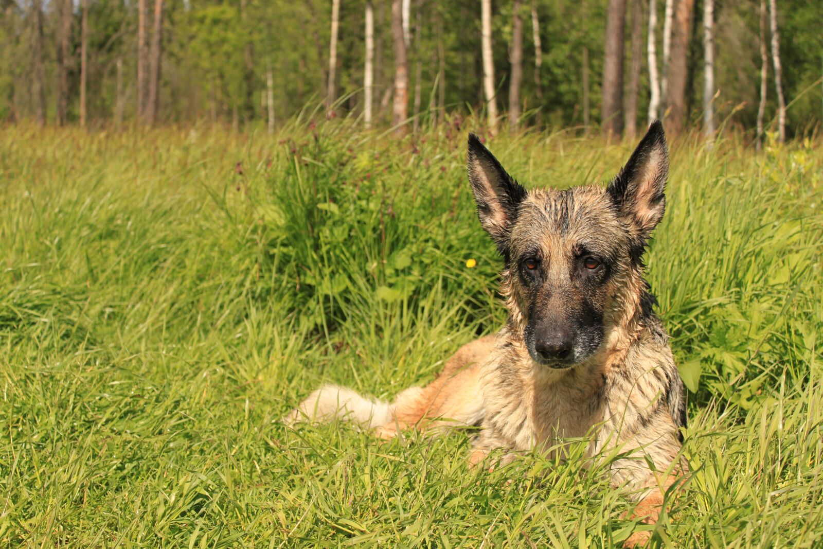 Canon EOS 500D (EOS Rebel T1i / EOS Kiss X3) sample photo. German shepherd, shepherd, dog photography