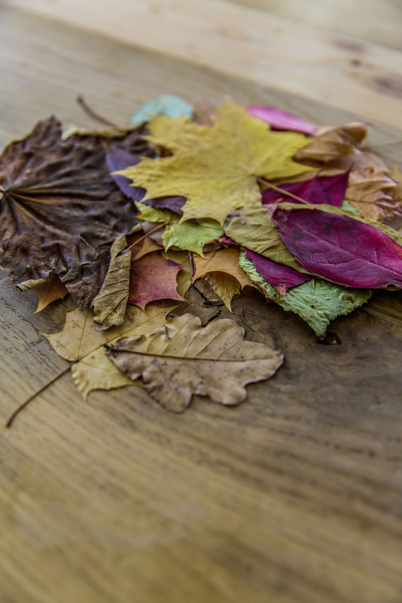 Canon EF 24-70mm F2.8L II USM sample photo