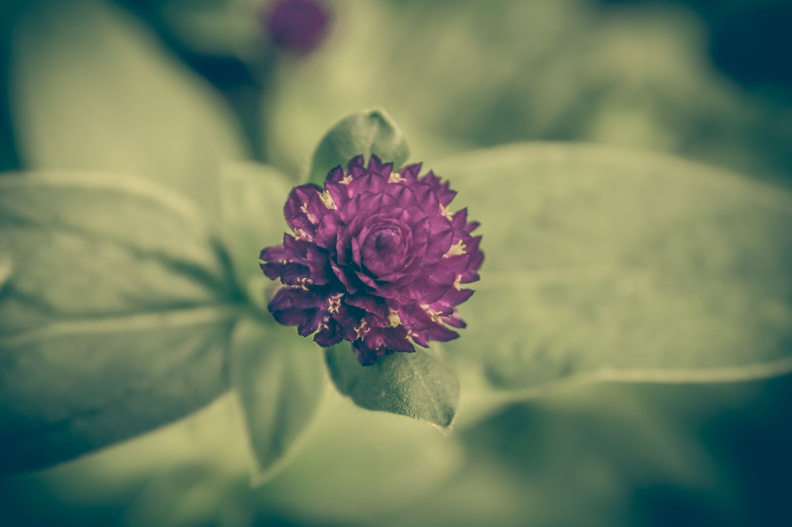 Nikon D3200 sample photo. Clover, vintage, flower photography
