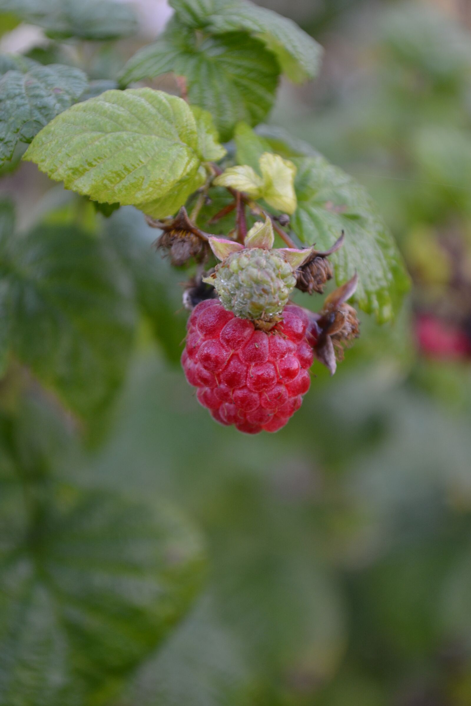 Nikon D3100 sample photo. Raspberry, ripe, immature photography